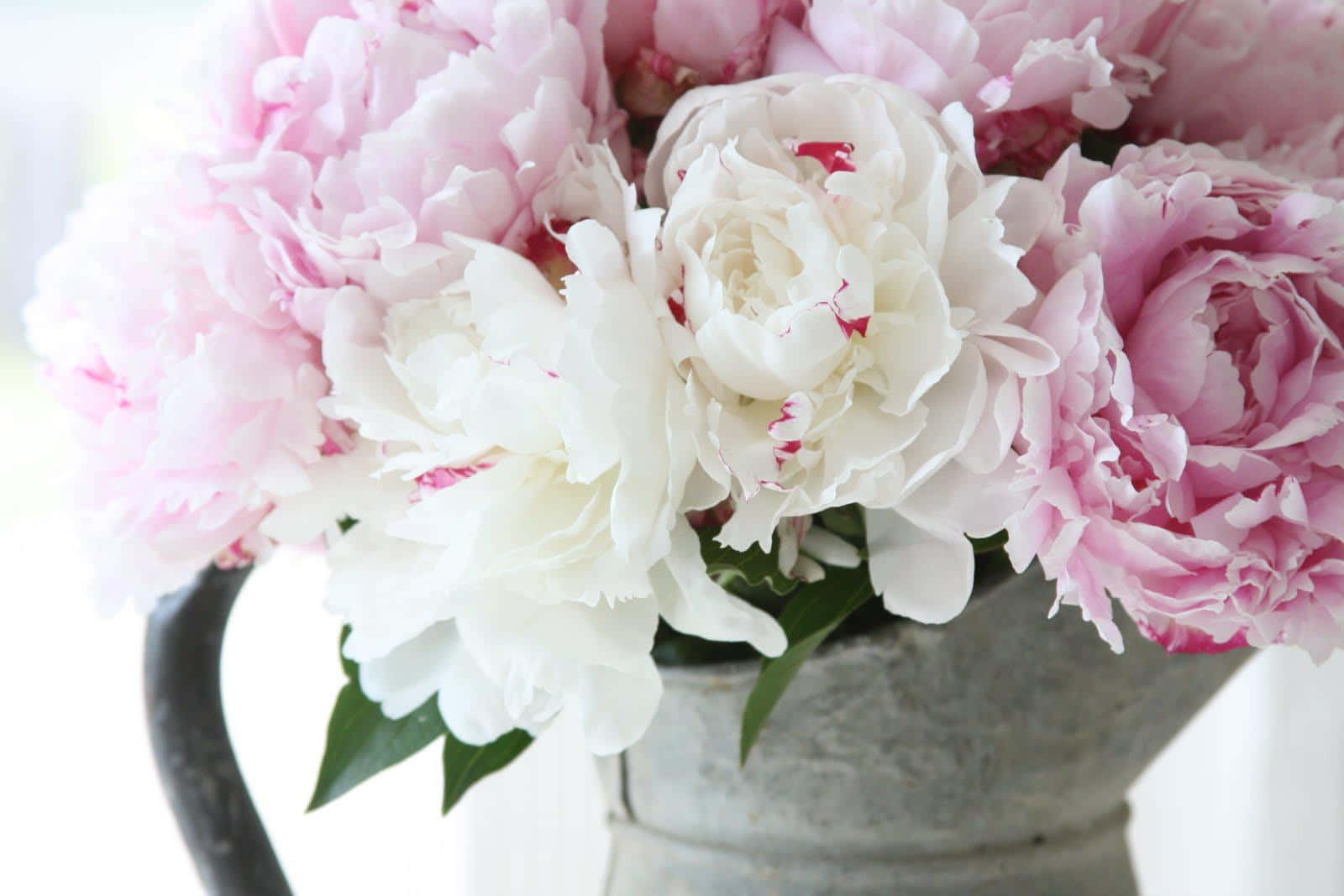 Peony 桌布 壁紙 — 一個近距離拍攝，展示在質樸金屬花瓶中的茂盛粉紅和白色牡丹，配以柔和自然光。