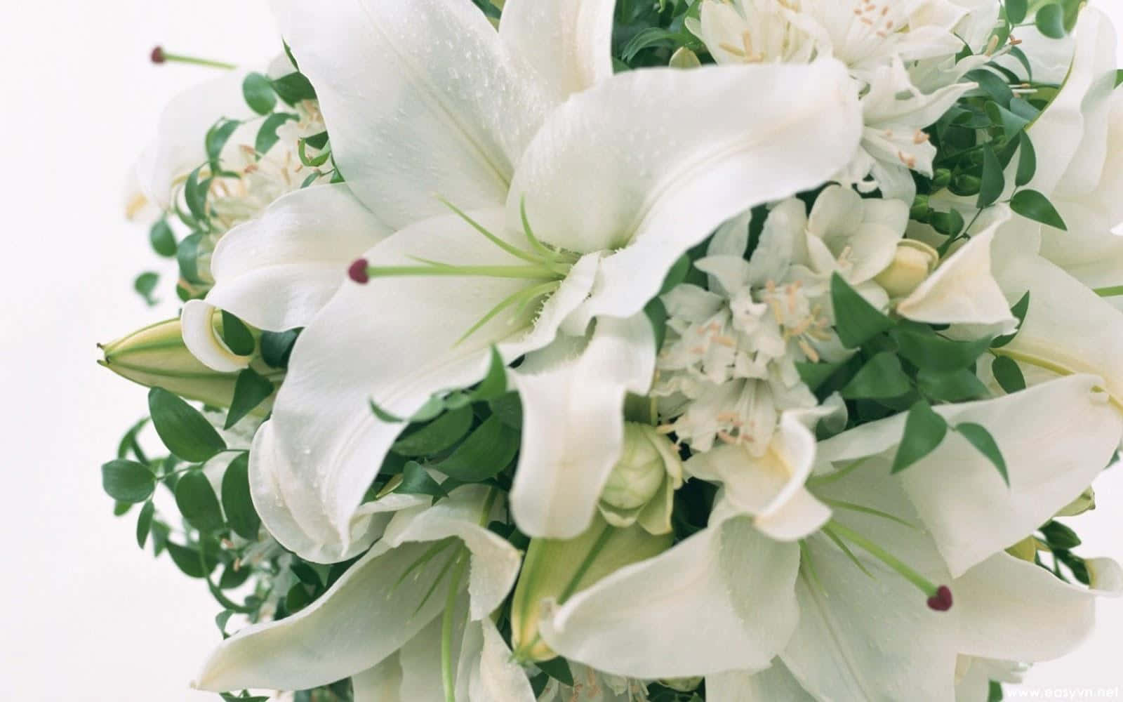 White Flowers 桌布 壁紙 — 一個近距離拍攝的豐盛花束，包含純潔的白百合和精緻的綠葉，襯以柔和的白色背景。