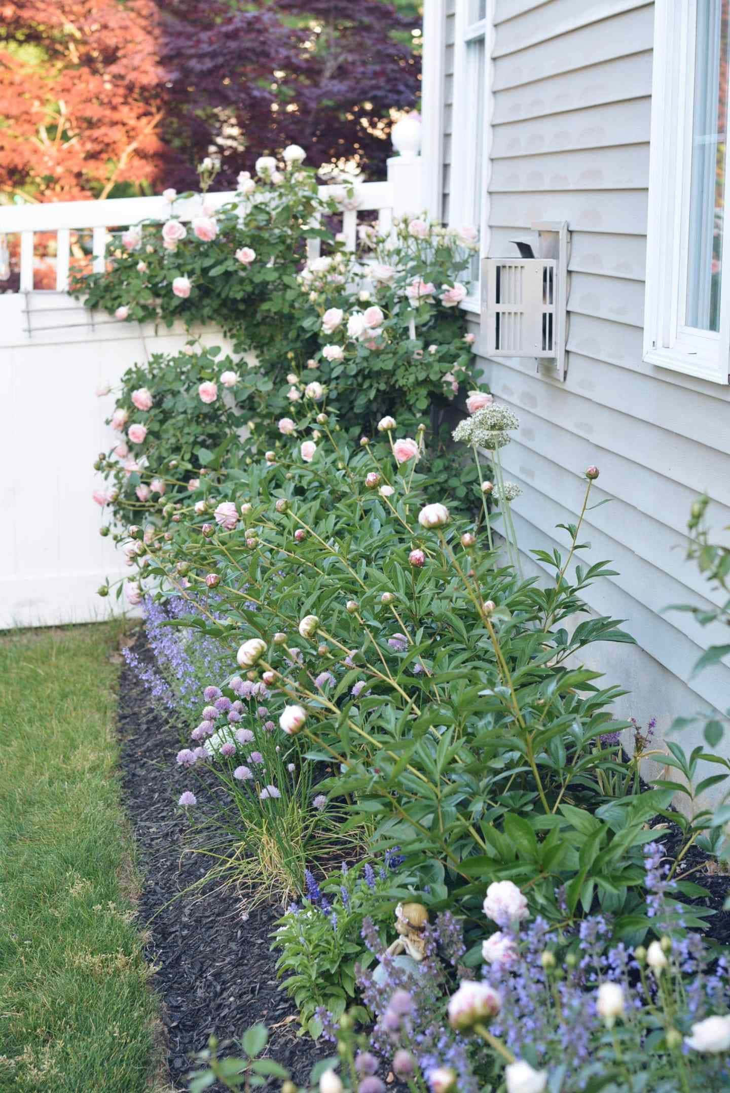 English Rose Garden 桌布 壁紙 — 一個迷人的花園花床，有粉紅玫瑰和紫色薰衣草花，旁邊是白色尖樁籬笆和淺灰色房屋牆板。