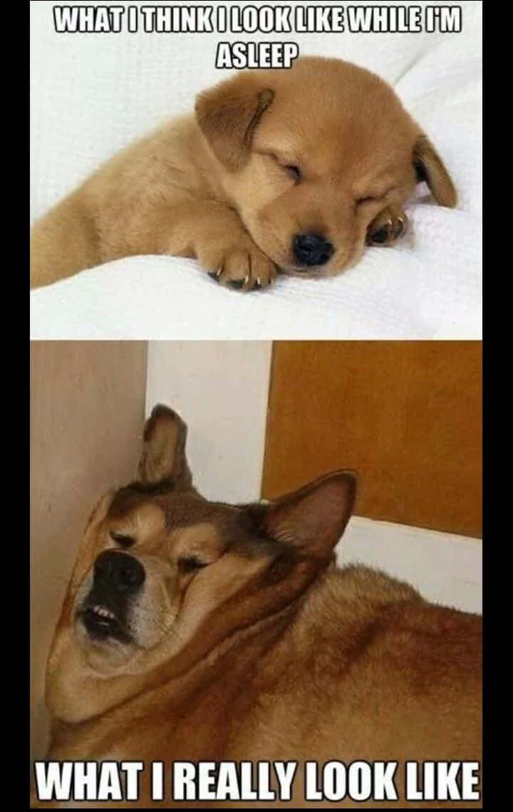 Pet Memes 桌布 壁紙 — 一個迷因，展示一隻睡覺的小狗和一隻脾氣暴躁的成年狗，對比感知和真實的睡眠外觀。