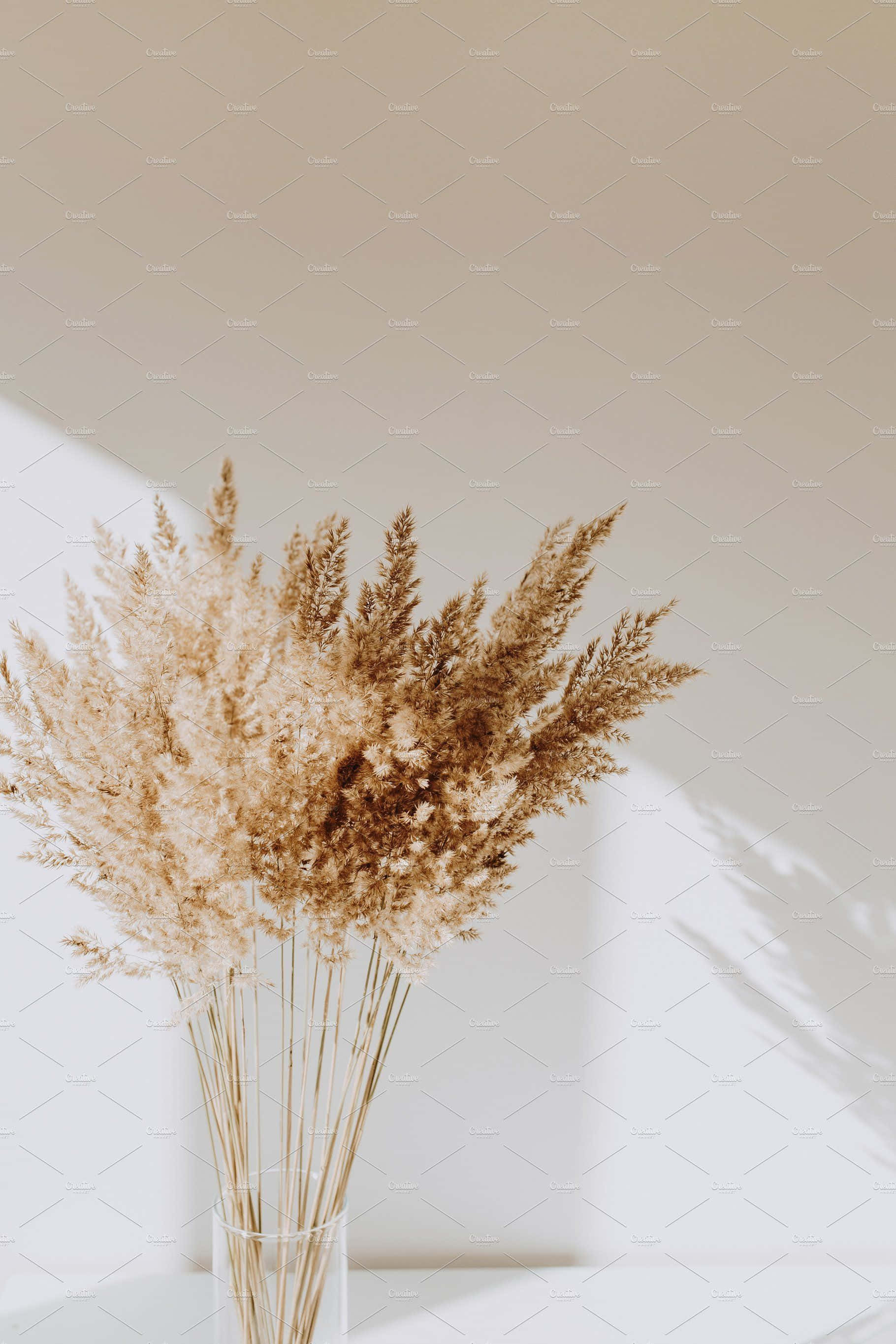 Dried Flowers 桌布 壁紙 — 一個透明花瓶插著精緻的米色蒲葦，在溫暖光線下於白色牆上投下柔和陰影。