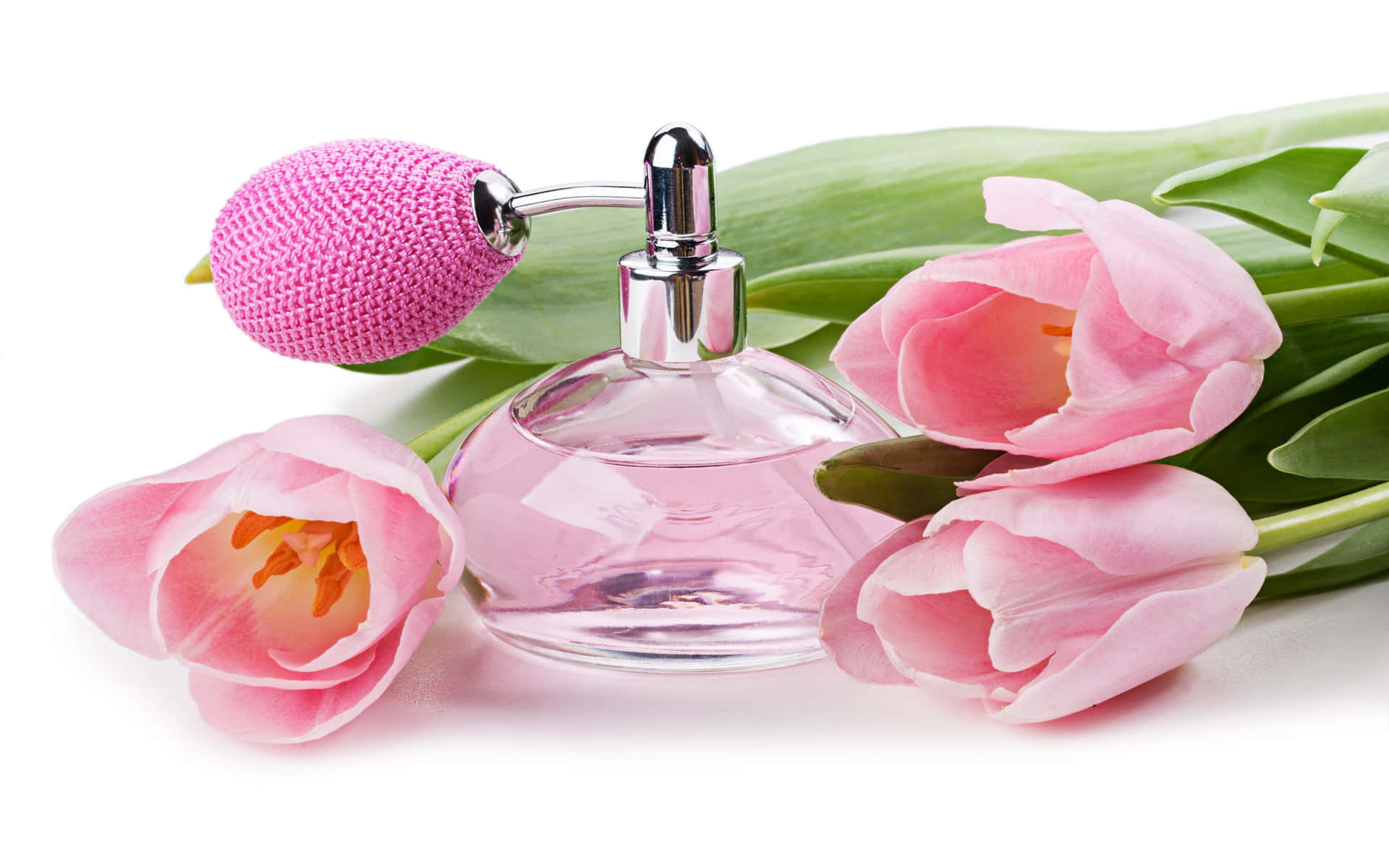 Floral Fragrance 桌布 壁紙 — 一個透明香水瓶配上粉紅色針織帽，旁邊放著新鮮的粉紅色鬱金香和綠葉，背景為白色。
