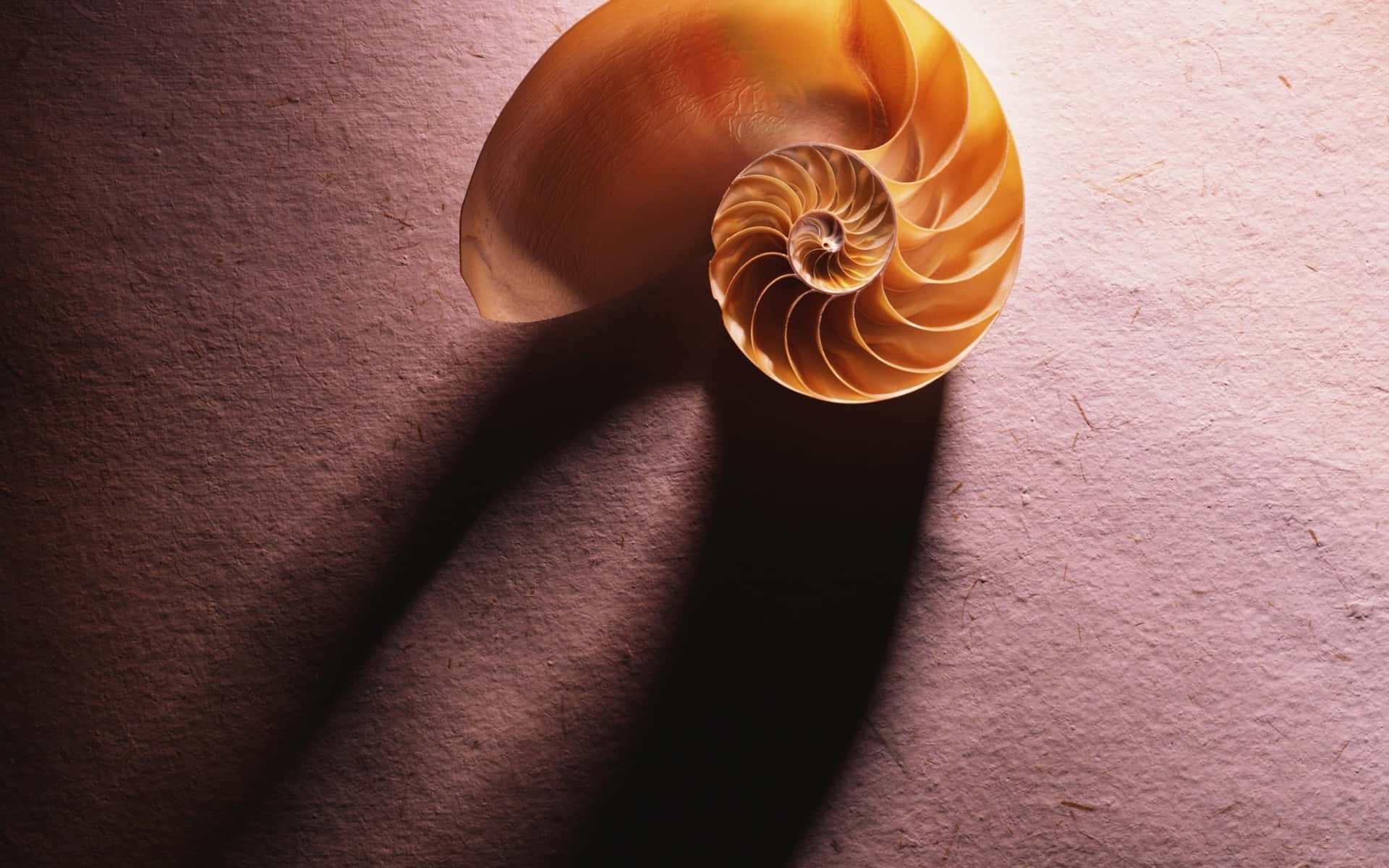Shell 桌布 壁紙 — 一個金色的鸚鵡螺殼放在有紋理的粉紅色紙上，在溫暖的方向光下投射出長而戲劇性的陰影。