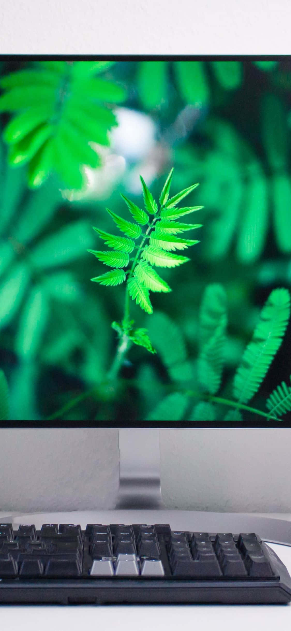 一個電腦螢幕，畫面係綠色背景 壁紙