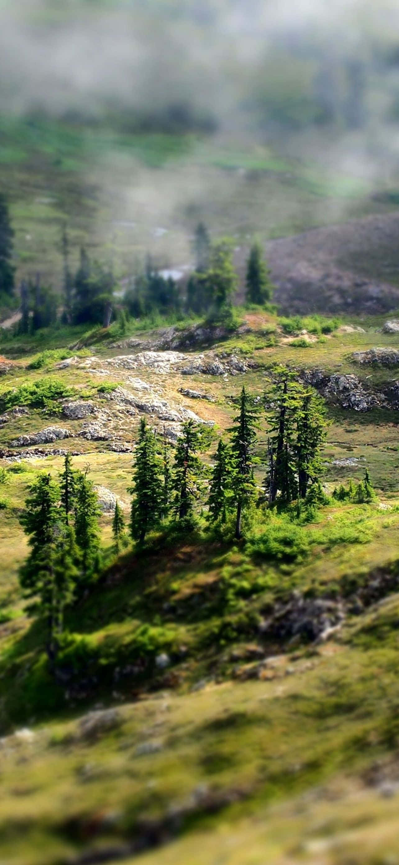 Mountain iPhone 桌布 壁紙 — 一個霧氣瀰漫的山谷，散落著常綠樹和岩石地形，沐浴在柔和的晨光中。