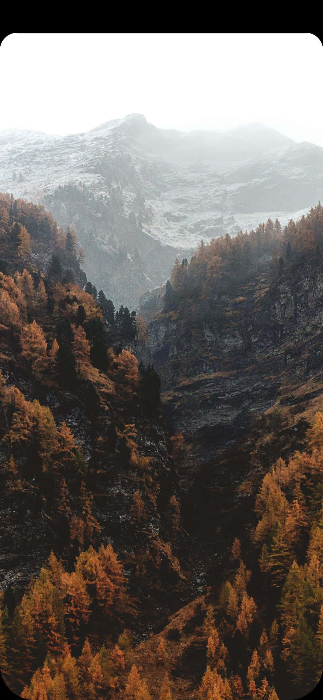 iPhone X Nature 桌布 壁紙 — 一個霧氣瀰漫的山谷，金色的秋樹緊貼在陡峭的山坡上，天空蒼白。