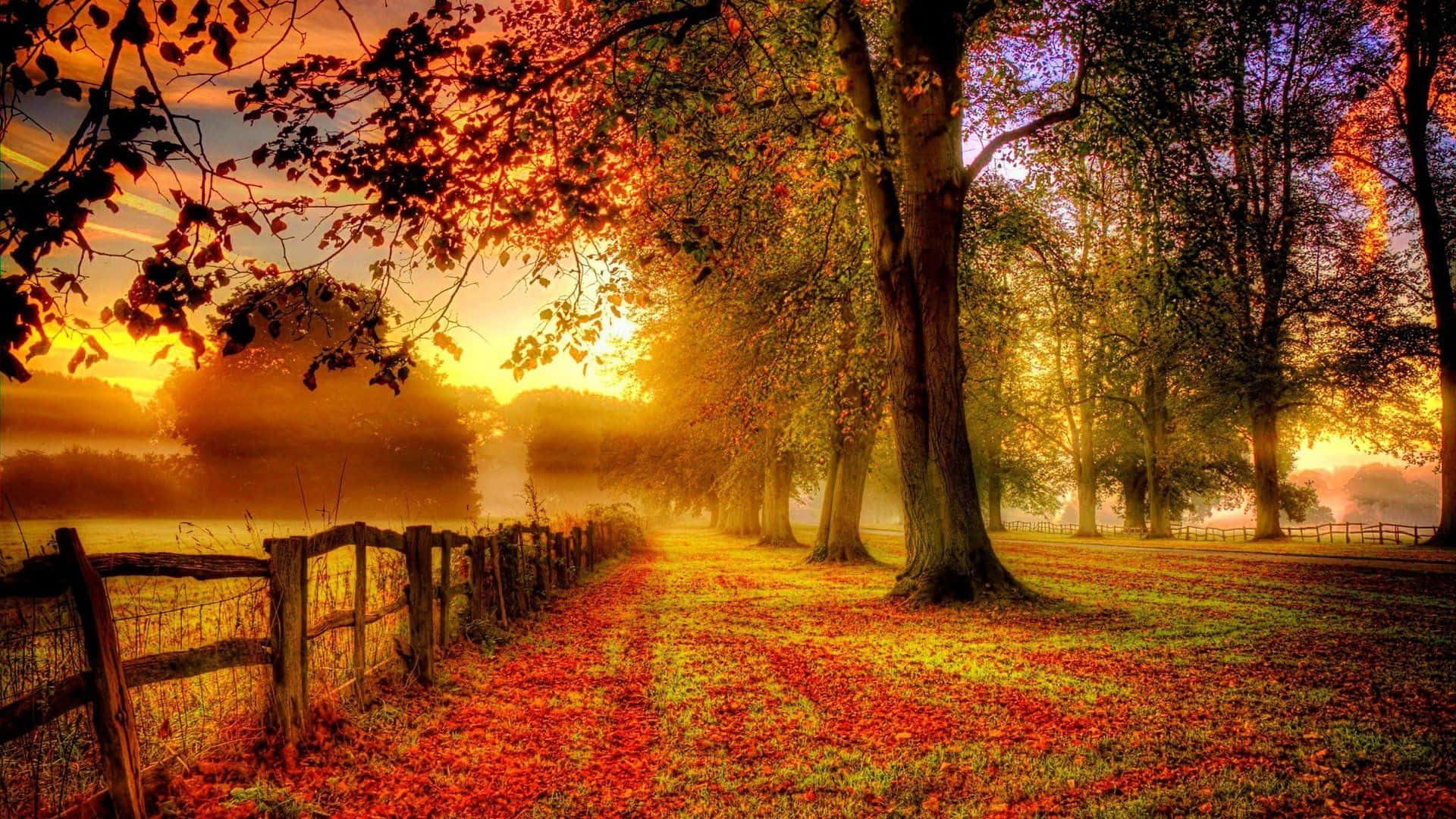 Best Autumn 桌布 壁紙 — 一個霧濛濛的秋日早晨，金色的陽光穿過樹木，在木柵欄小徑上的落葉上投下溫暖的光芒。
