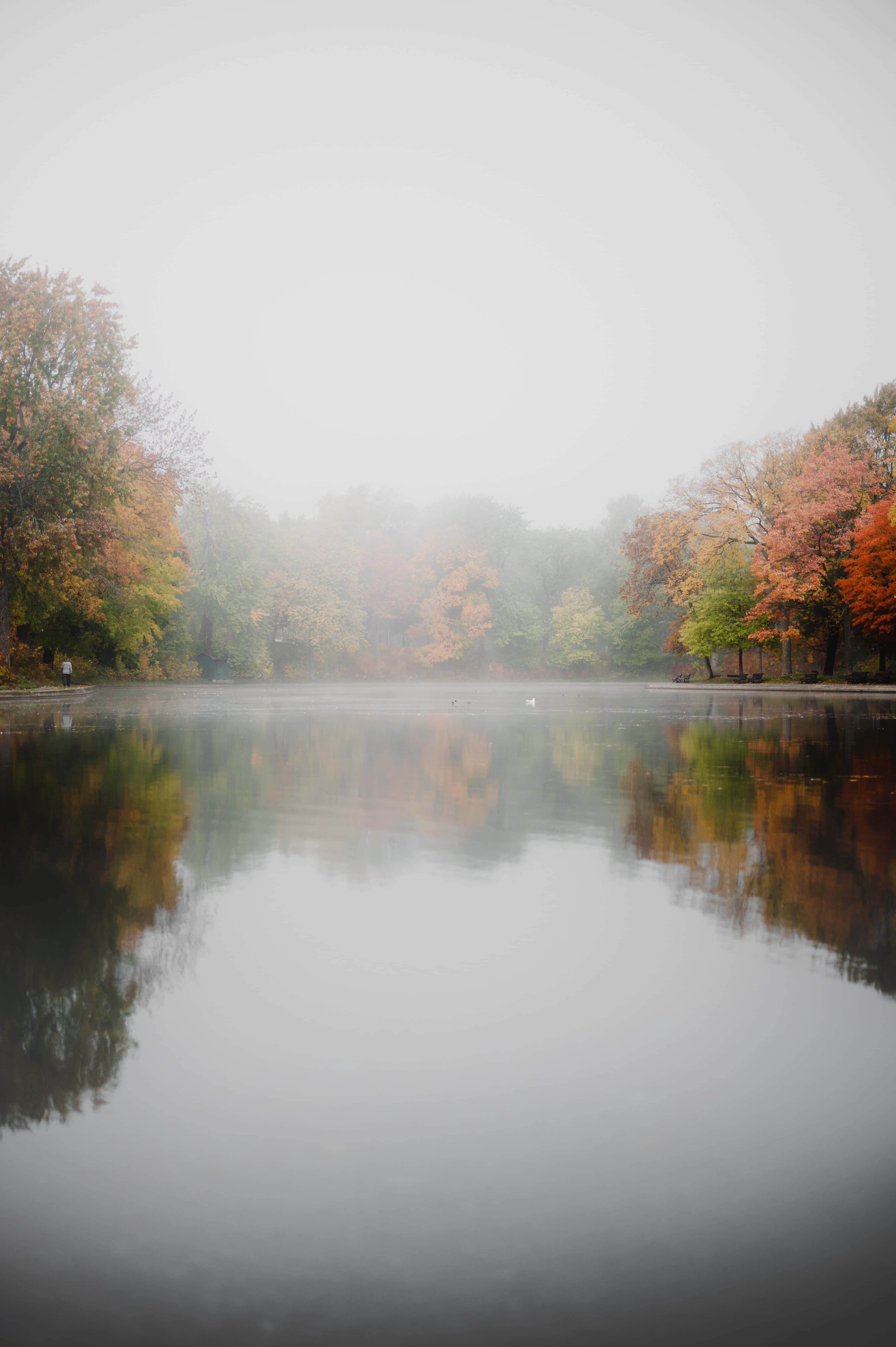 Fall Fog 桌布 壁紙 — 一個霧濛濛的秋日湖泊，在柔和的灰色天空下映照出鮮豔的橙色和綠色樹木。