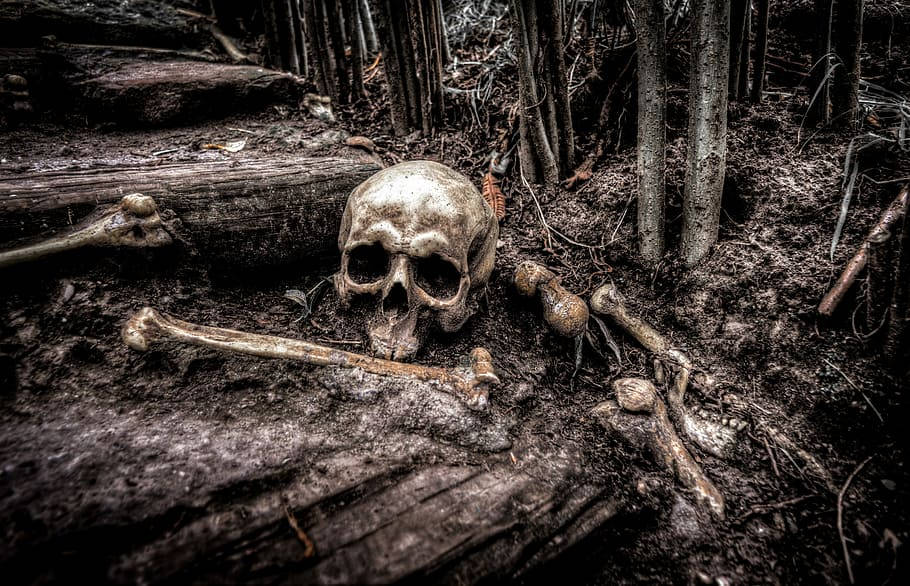 黑暗森林中的頭骨和骨頭，泥濘的地面和倒下的木頭。 — 死亡動畫 壁紙