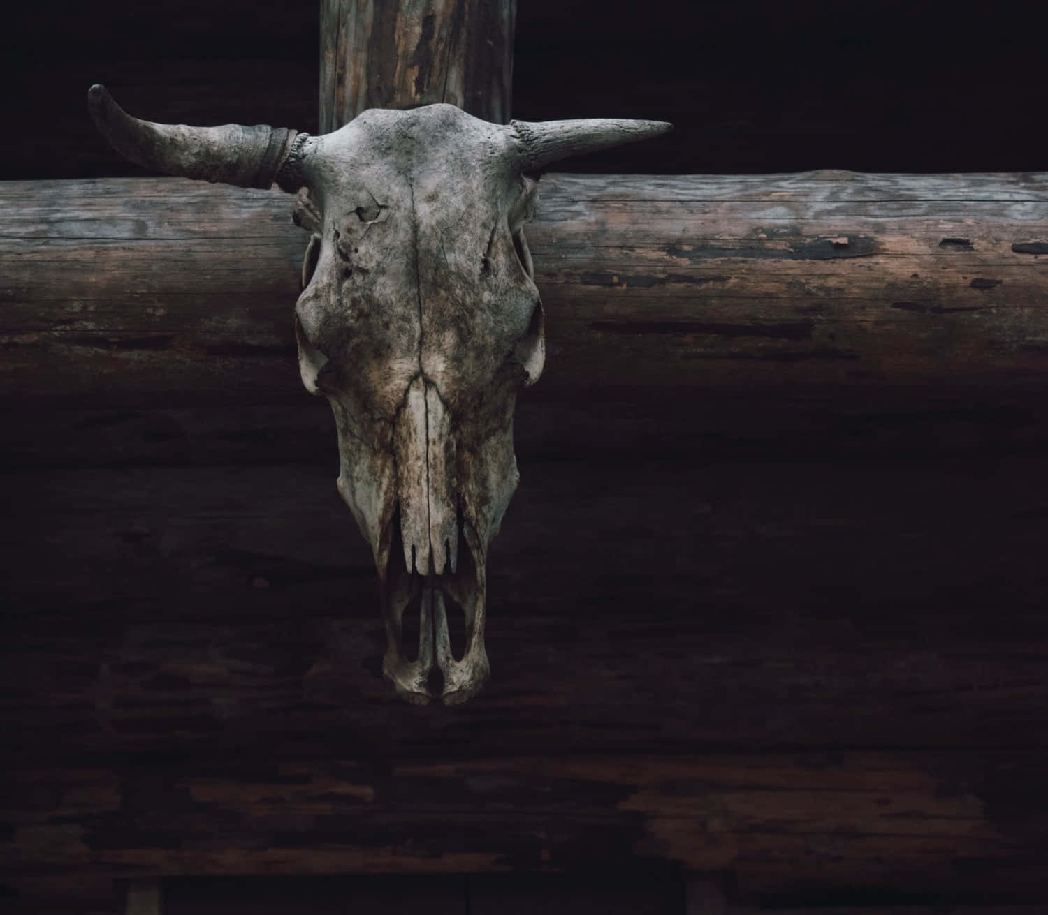 Bone 桌布 壁紙 — 一個風化的公牛頭骨，帶有彎曲的角，在昏暗的光線下懸掛在深色鄉村木頭的中心。