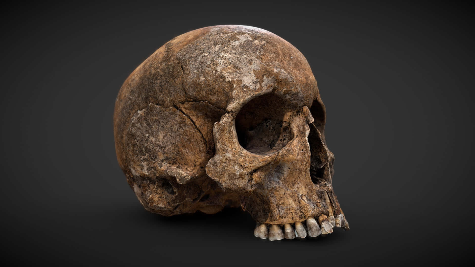 3d Skull 桌布 壁紙 — 一個風化的古代人類頭骨，牙齒和骨骼紋理清晰可見，置於深色漸變背景上。