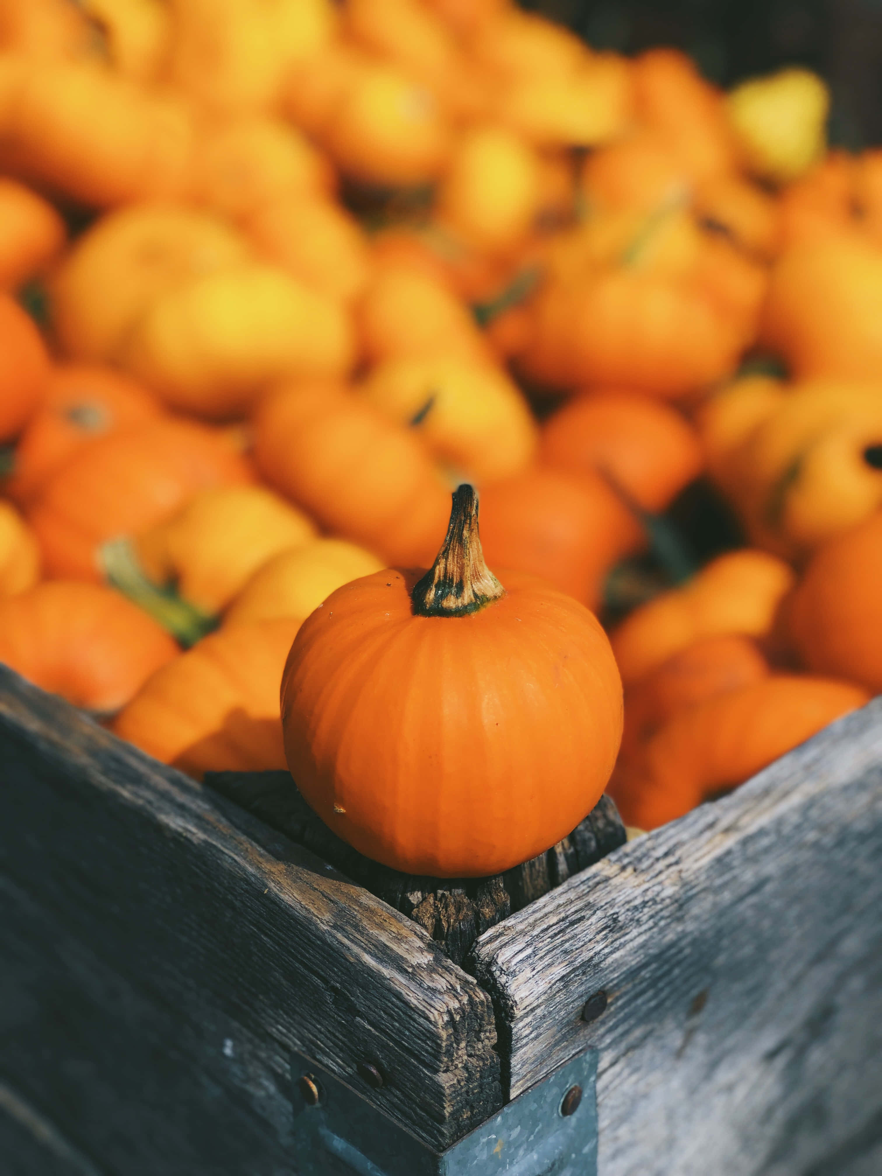 Fall Festival 桌布 壁紙 — 一個鮮橙色的南瓜放在一個風化的木箱上，周圍是模糊的南瓜海。