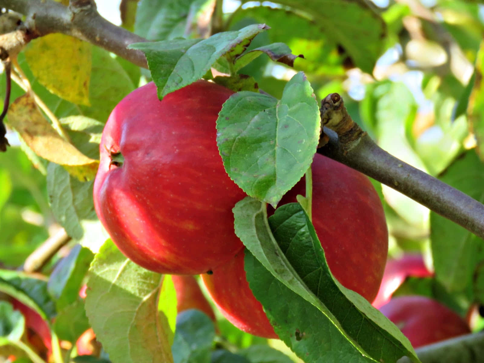 Autumn Bounty 桌布 壁紙 — 一個鮮紅的蘋果在明亮的陽光下，成熟地掛在樹枝上，周圍環繞著茂密的綠葉。