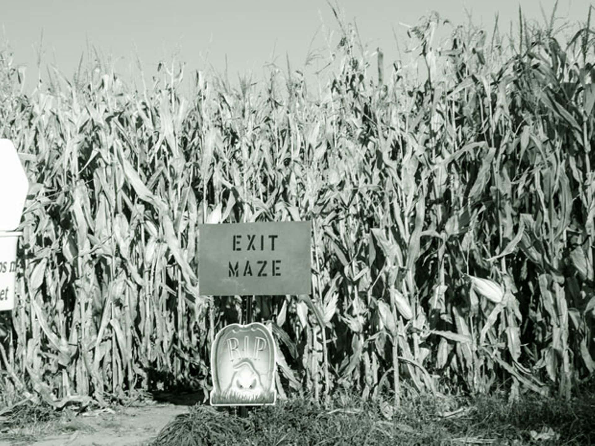 Haunted Corn Mazes 桌布 壁紙 — 一個黑白相間的出口迷宮標誌矗立在高聳的玉米田前，下方有一個墓碑道具。