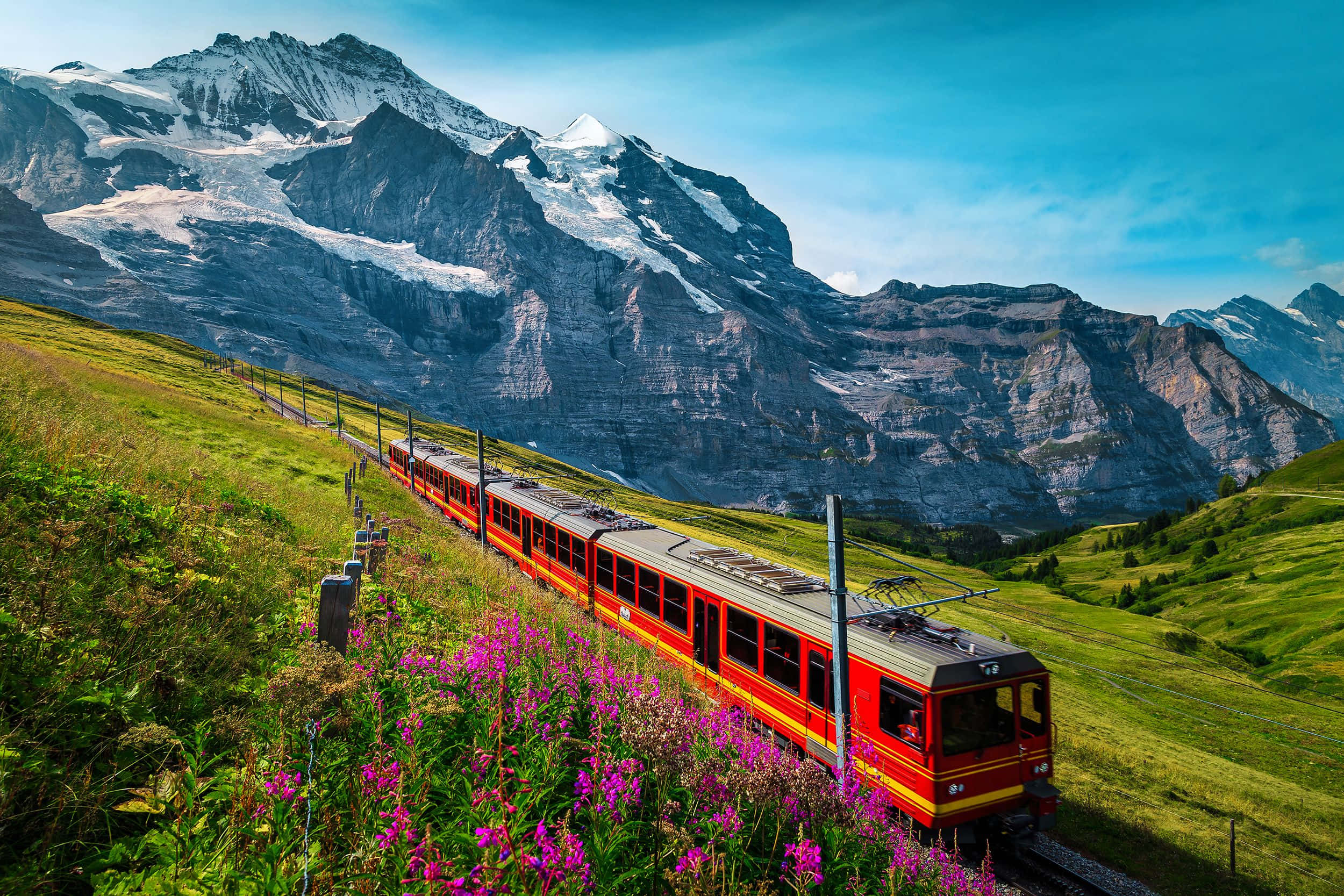 Switzerland 桌布 壁紙 — 一列鮮紅色的火車蜿蜒穿過翠綠的山丘，經過紫色的野花，背景是白雪覆蓋的山峰，在清澈的藍天下高聳入雲。