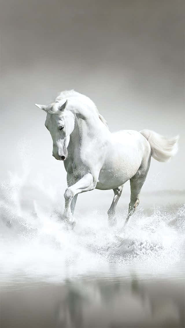 一匹白馬在水中奔跑，水花在牠的腿周圍飛濺。
