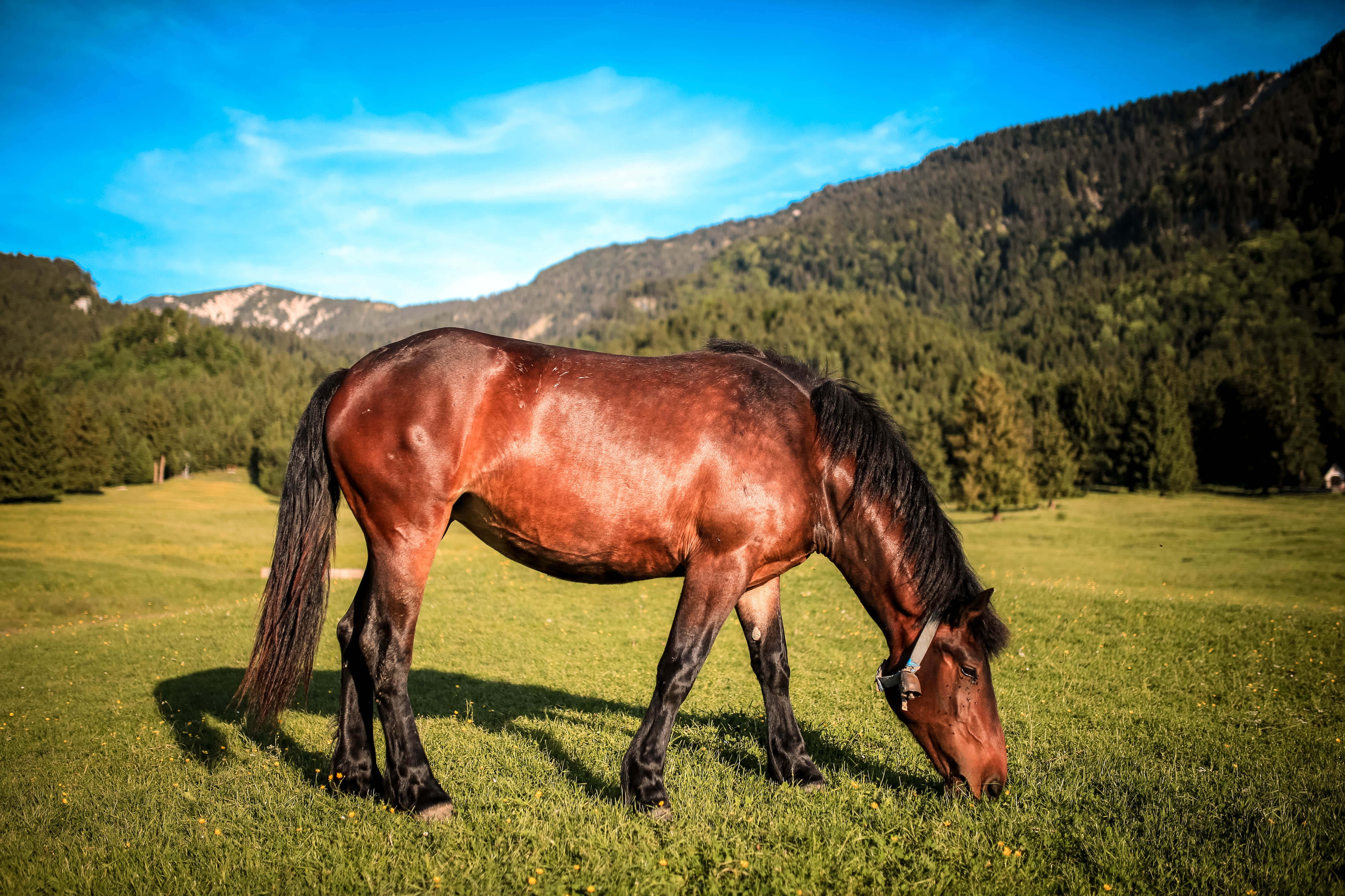Beautiful Horses 桌布 壁紙 — 一匹光滑的棕色馬在陽光明媚的草地上平靜地吃草，草地綠草如茵，遠處有森林覆蓋的山脈，天空清澈湛藍。
