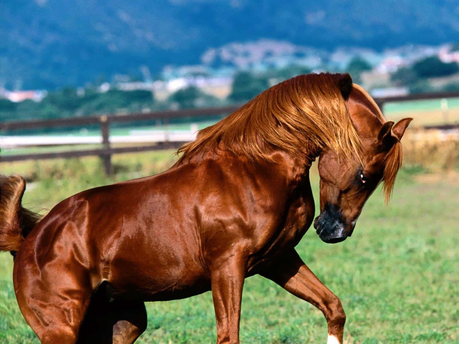 Brown Horse 桌布 壁紙 — 一匹光澤的栗色馬，飄逸的鬃毛，在陽光明媚的綠色牧場上優雅地小跑，遠處有山脈和木柵欄。