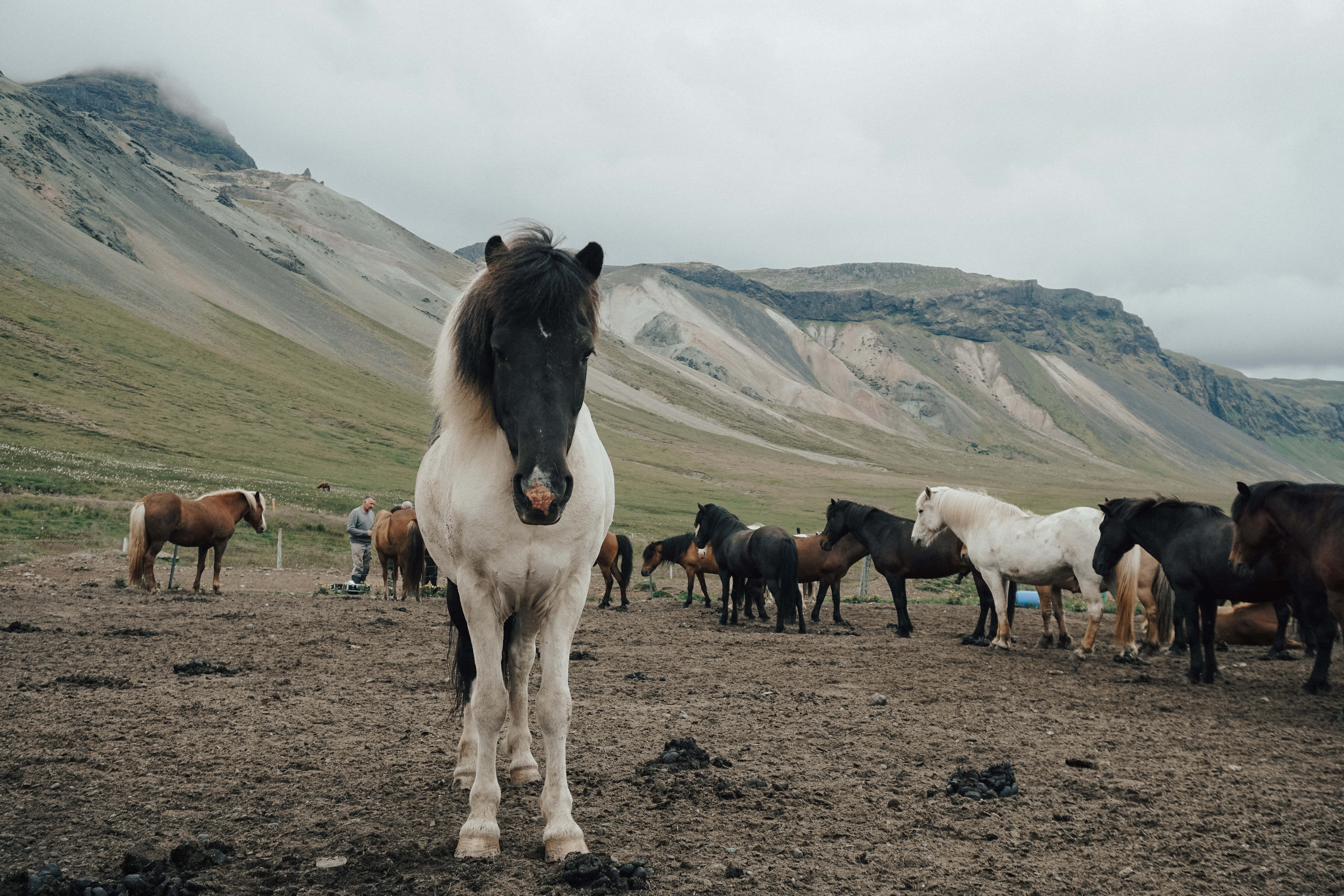 Beautiful Horses 桌布 壁紙 — 一匹好奇的冰島馬，深色鬃毛，站在前景，馬群在陰天下的火山土壤上吃草。