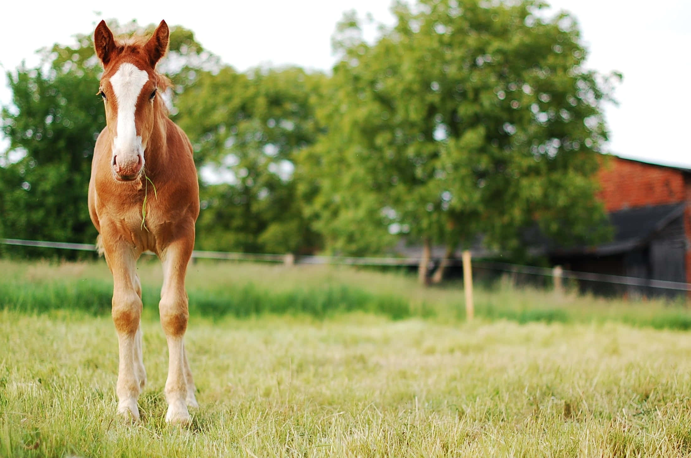 Beautiful Horses 桌布 壁紙 — 一匹好奇的栗色小馬，額頭有白色星紋，站在陽光照耀的草地上，在質樸的紅色穀倉附近咀嚼青草。