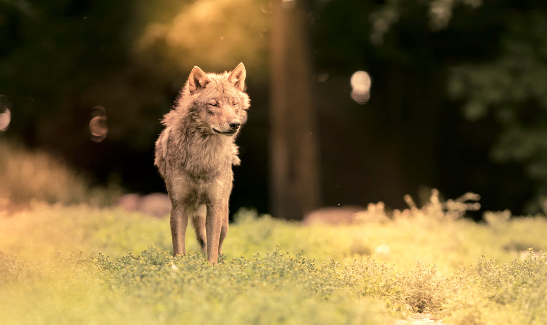 Wolf Pup 桌布 壁紙 — 一匹孤狼在陽光明媚的草地上警覺地站立，金色光線透過其後的樹木灑落。