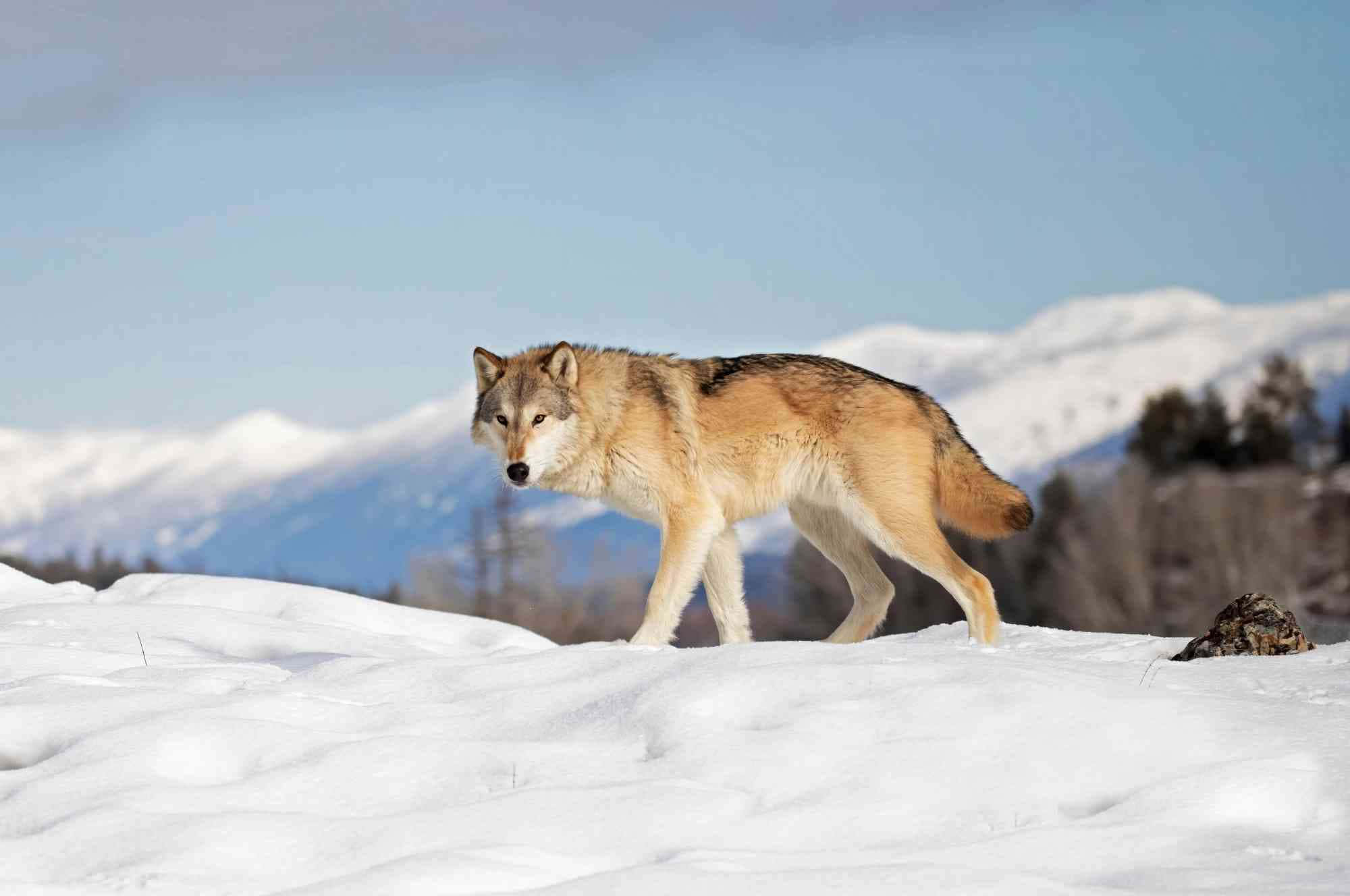 Wolf In Mountains 桌布 壁紙 — 一匹孤狼自信地走過陽光照耀的雪地，背景是白雪覆蓋的山巒。