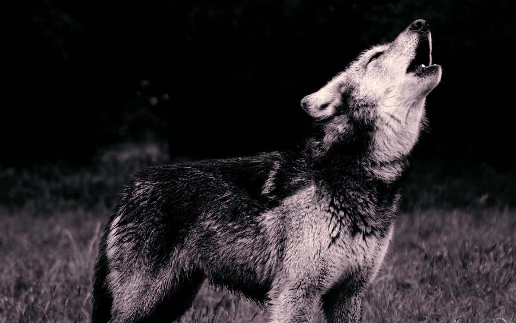 Wolf Pup 桌布 壁紙 — 一匹孤獨的狼在單色田野中向上嚎叫，背景是黑暗的天空，毛髮紋理清晰，焦點銳利。