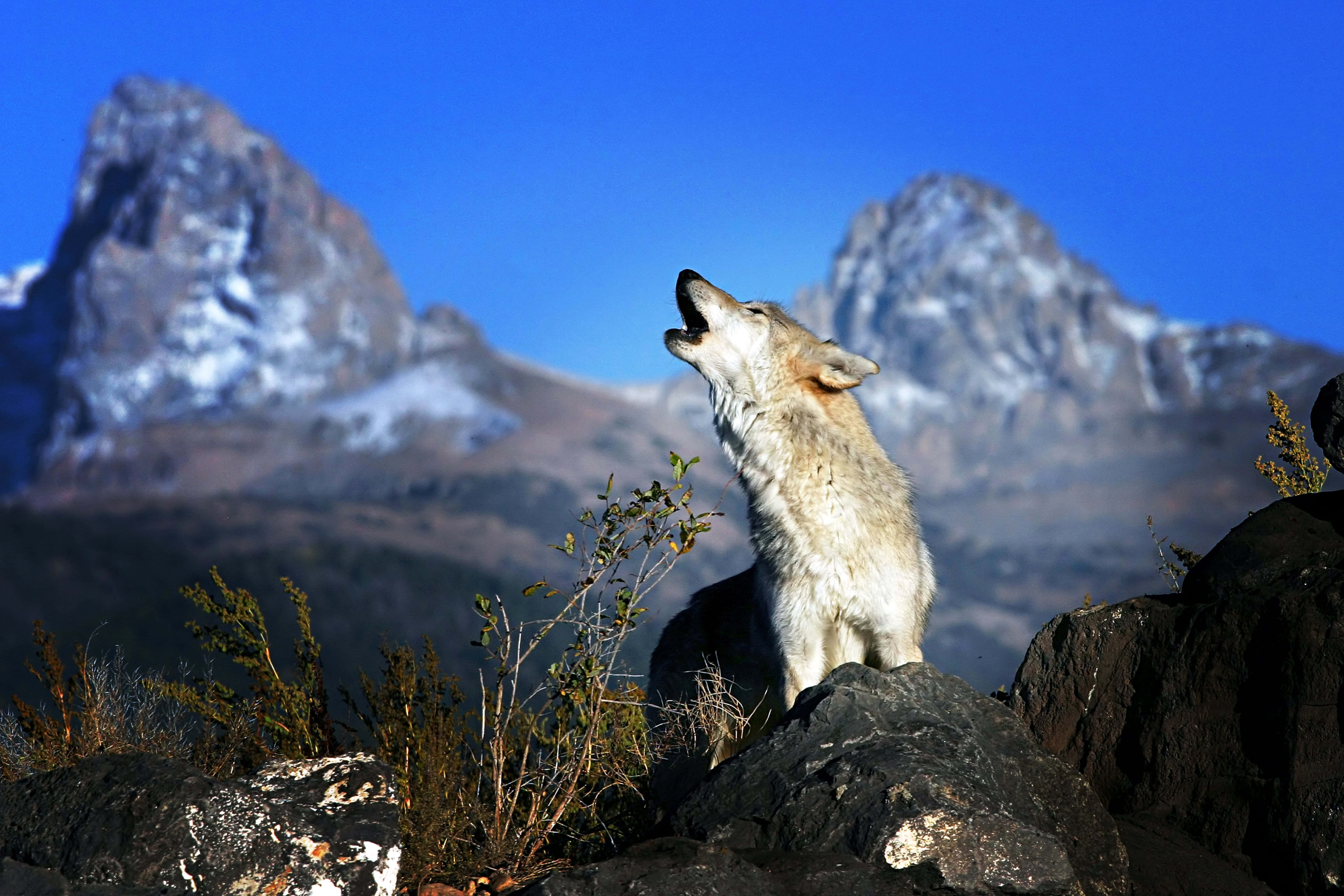 Wolf In Mountains 桌布 壁紙 — 一匹孤獨的狼在岩石地形上嚎叫，白雪覆蓋的山脈在清澈的藍天下聳立。