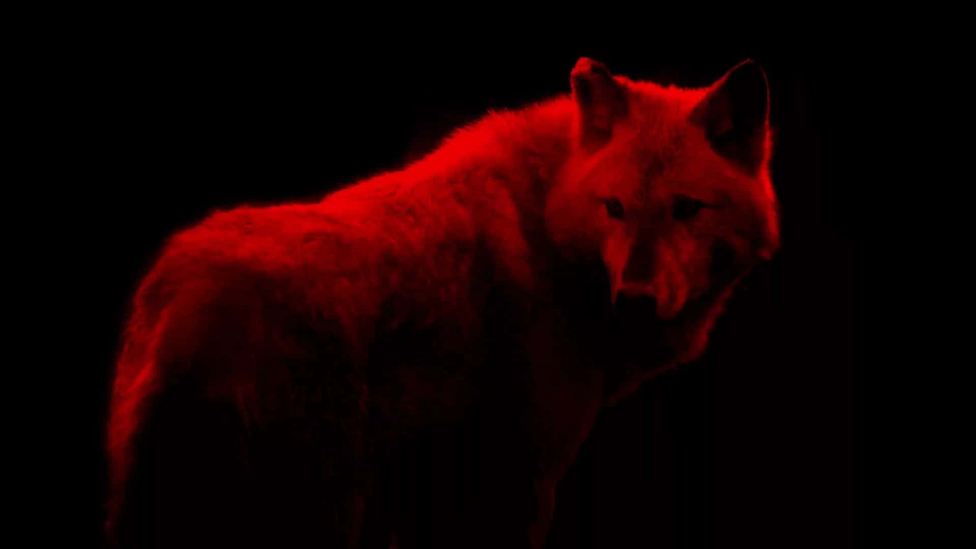 Red Wolf 桌布 壁紙 — 一匹孤獨的狼在漆黑背景下發出強烈的紅光，營造出令人毛骨悚然且神秘的氛圍。