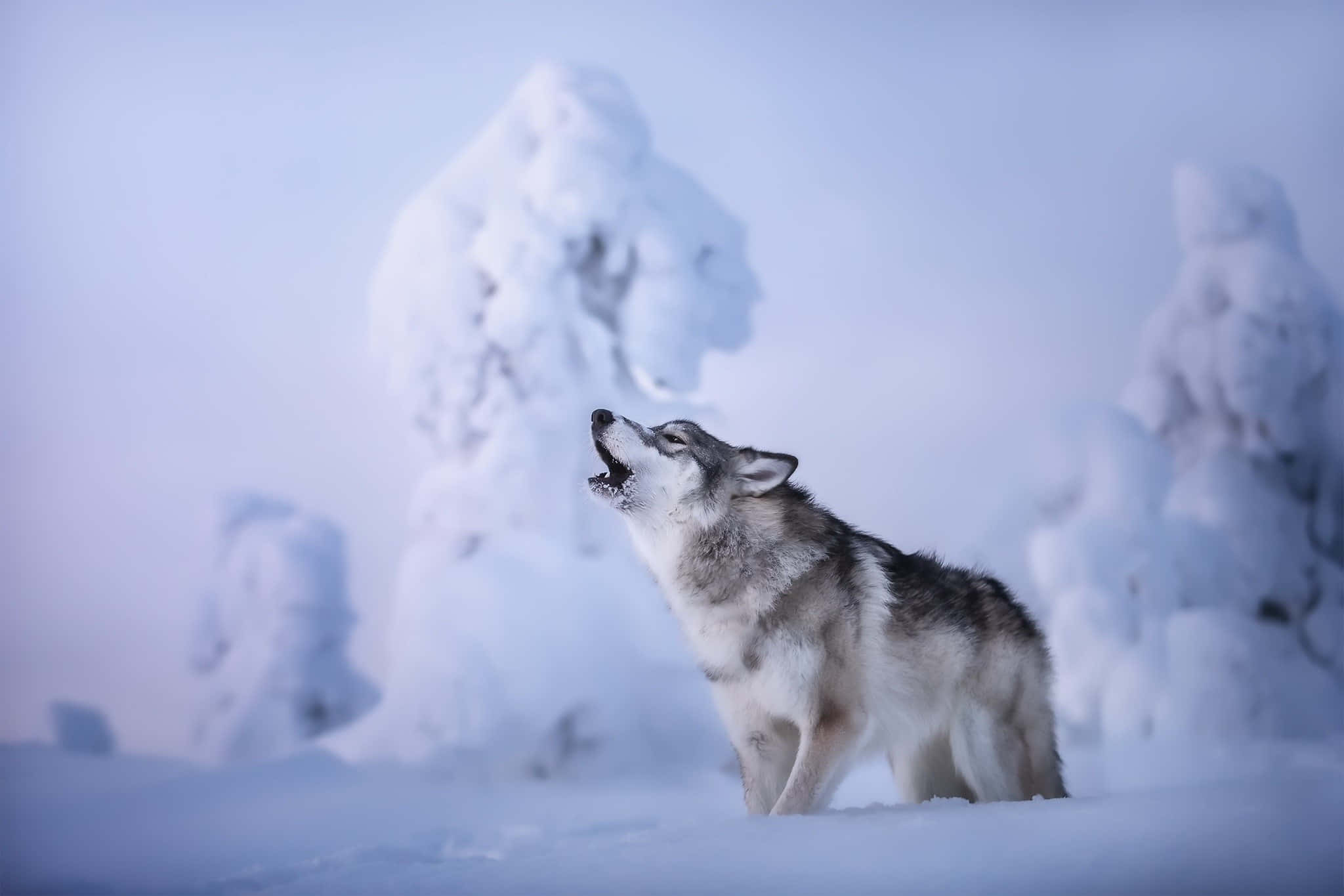 Wolf In Snow 桌布 壁紙 — 一匹孤獨的狼在蒼白藍天下，對著白雪覆蓋、霜凍樹木的背景嚎叫。