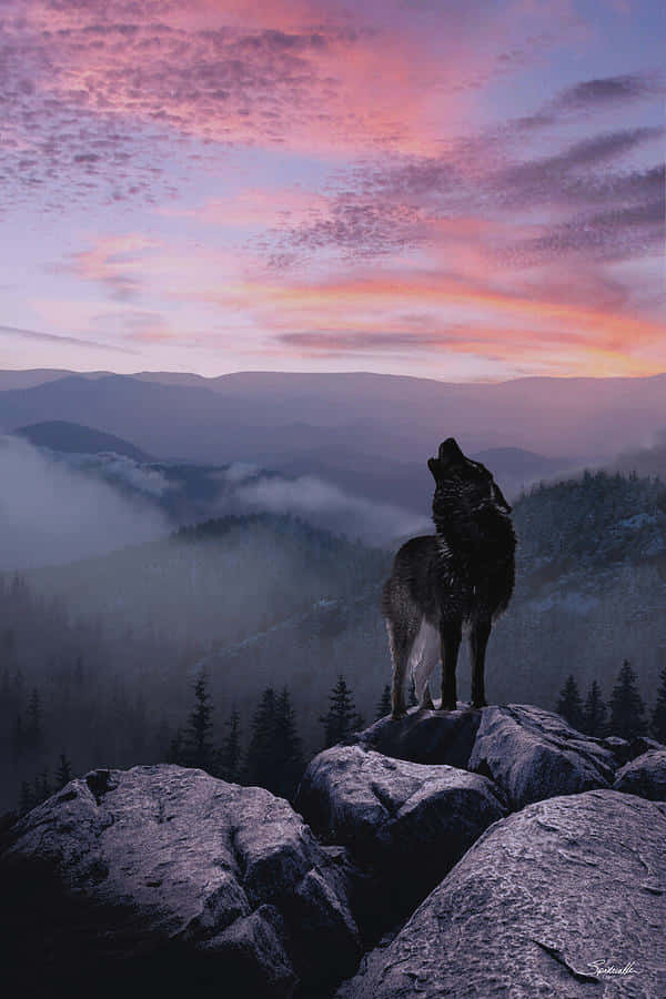 Wolf In Sunset 桌布 壁紙 — 一匹孤獨的狼在霧氣籠罩的山岩上嚎叫，鮮豔的粉紅和紫色夕陽塗滿天空。
