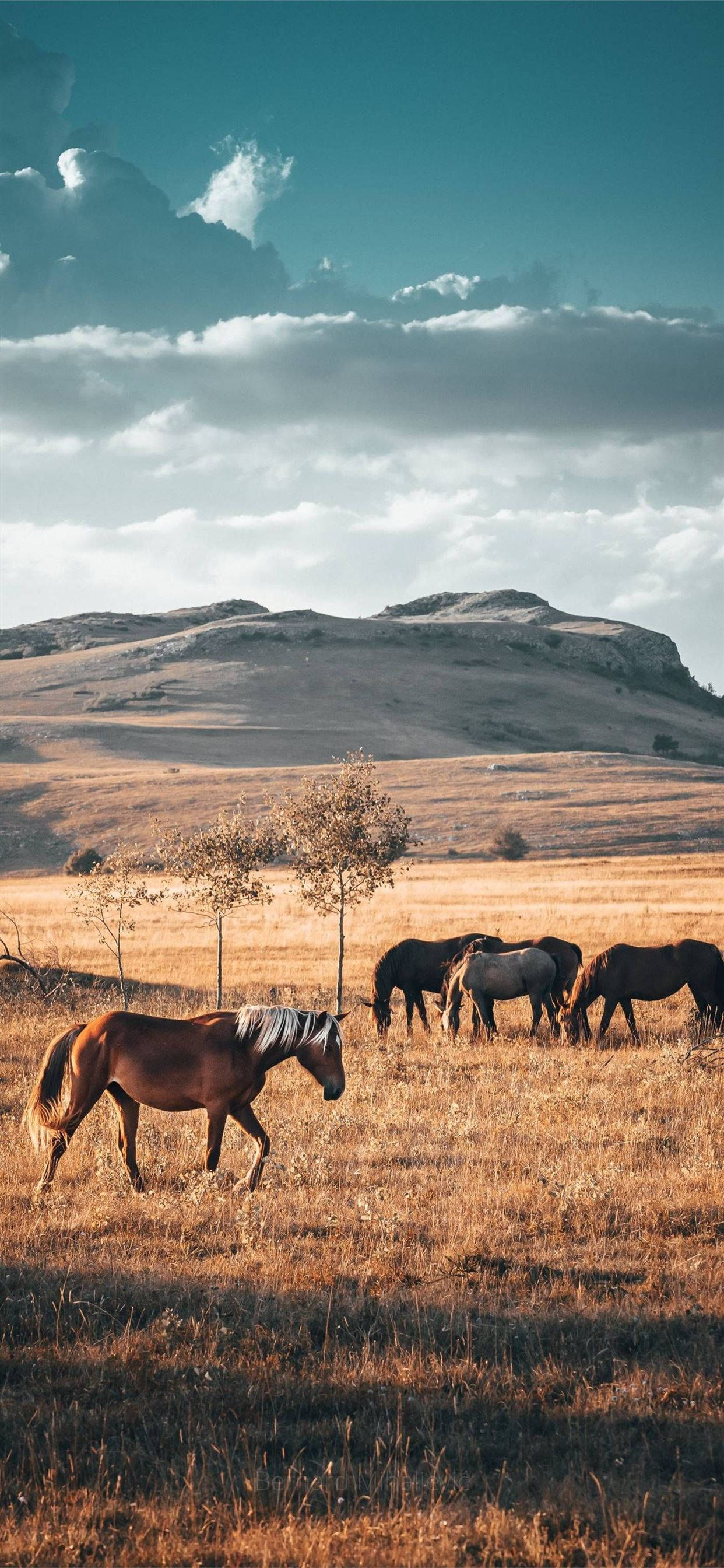 Horse iPhone 桌布 壁紙 — 一匹孤獨的馬走過金色的草地，而一群馬在戲劇性的多雲天空下，靠近起伏的山丘吃草。