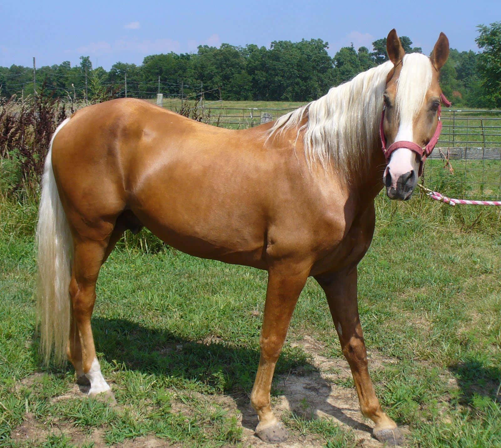 Brown Horse 桌布 壁紙 — 一匹帕洛米諾馬，飄逸白色鬃毛，平靜地站在陽光普照的草地上，四周有樹木和圍欄。