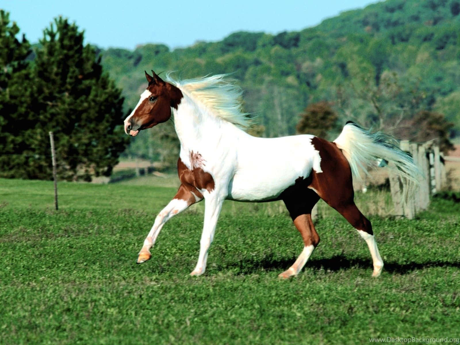 Beautiful Animal 桌布 壁紙 — 一匹帶有白色和棕色斑塊的斑點馬在陽光明媚的綠色牧場上自由奔馳，背景有樹木和山丘。