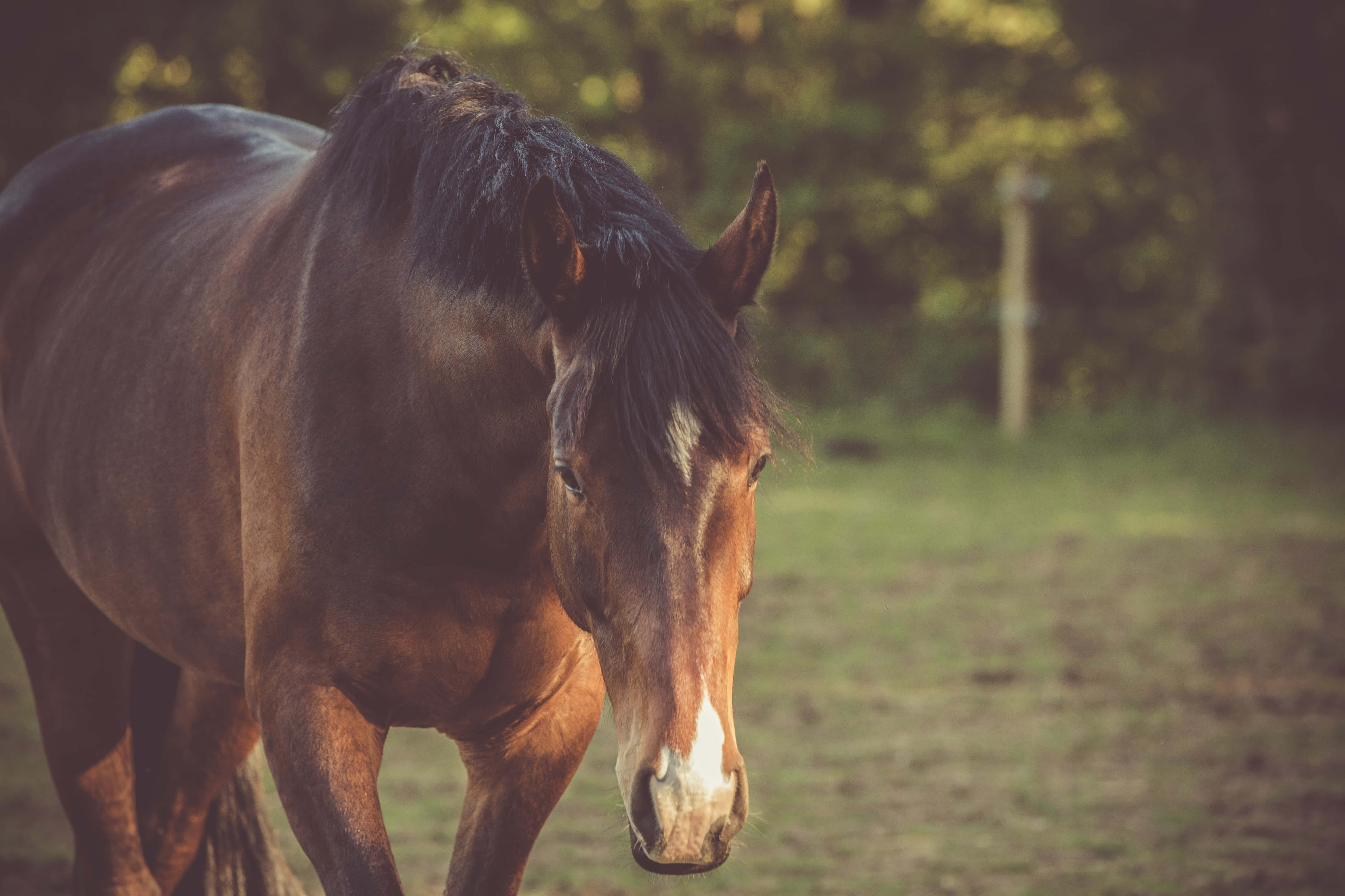 Beautiful Horses 桌布 壁紙 — 一匹帶有白色星形斑紋的雄偉棕色馬匹，平靜地站在陽光普照的牧場上，四周環繞著茂密的綠樹。