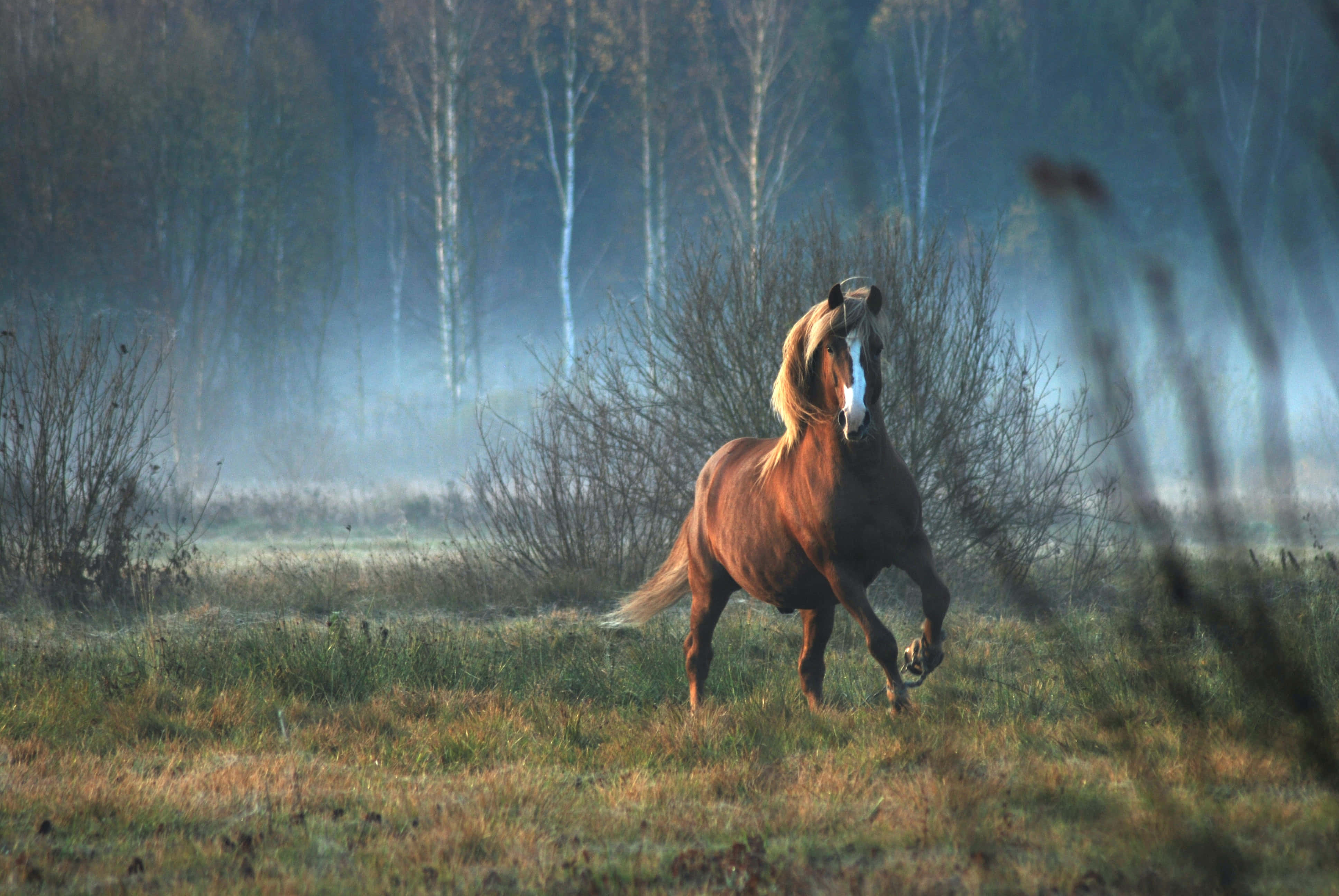 Beautiful Horses 桌布 壁紙 — 一匹帶有白色星紋的栗色馬，在白樺樹環繞的迷霧秋日草地上奔馳。