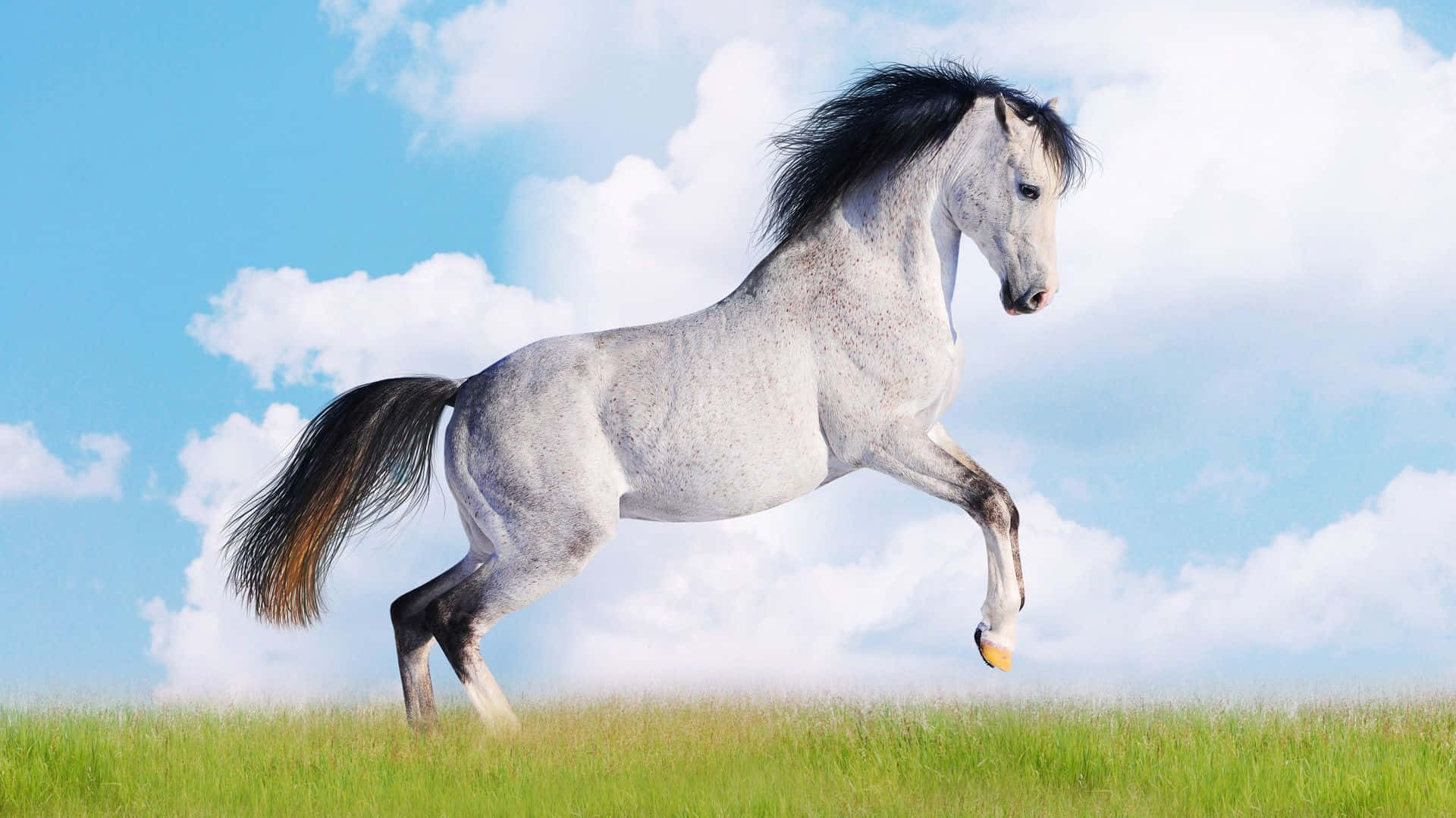 Beautiful Animal 桌布 壁紙 — 一匹帶有黑色鬃毛和尾巴的斑點灰馬，在明亮的藍天白雲下優雅地躍過綠草。
