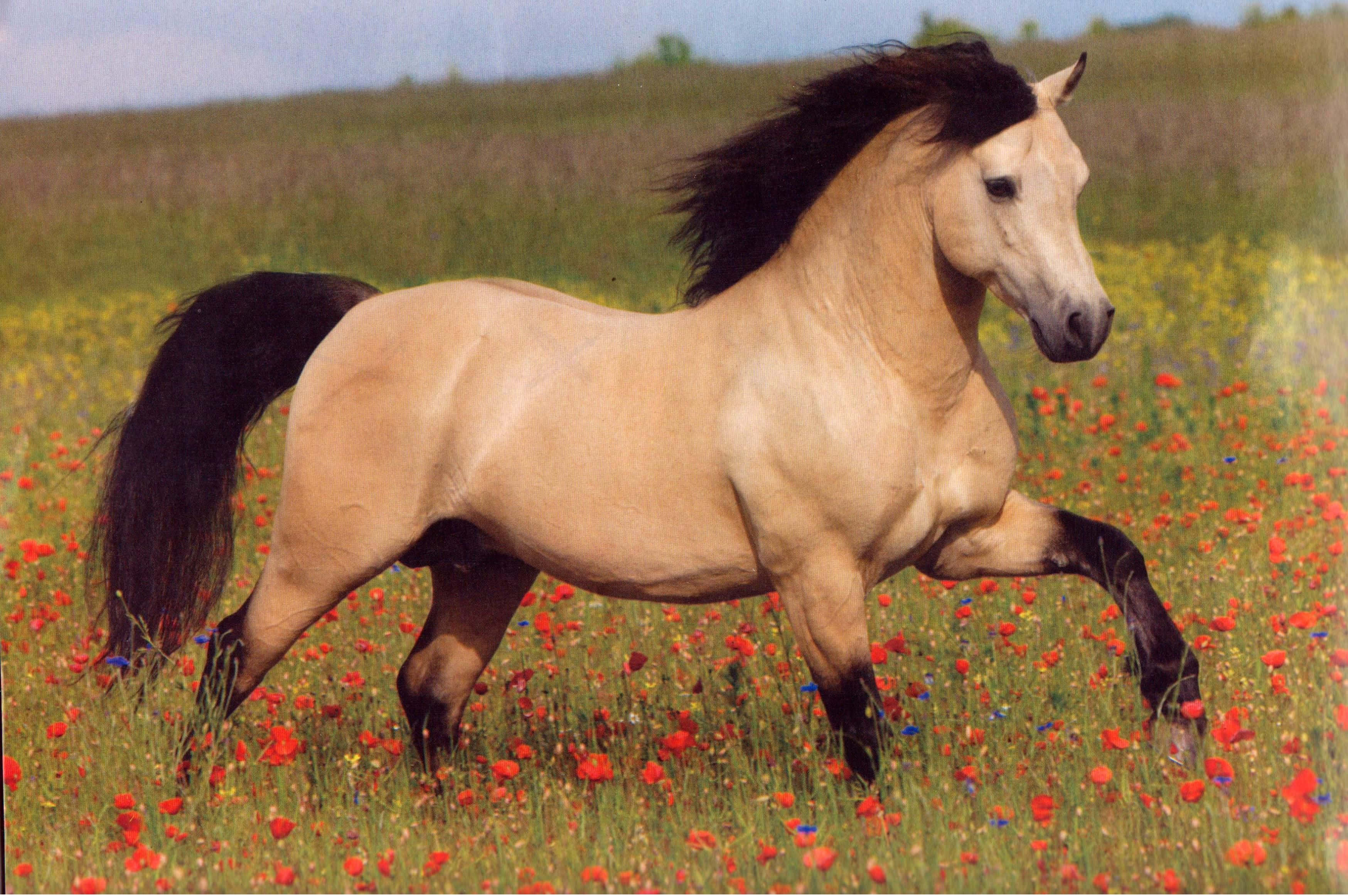 pony 桌布 壁紙 — 一匹強壯的奶油色馬匹，擁有黑色鬃毛和尾巴，在柔和的藍天下奔馳過一片充滿紅色罌粟花和綠草的田野。