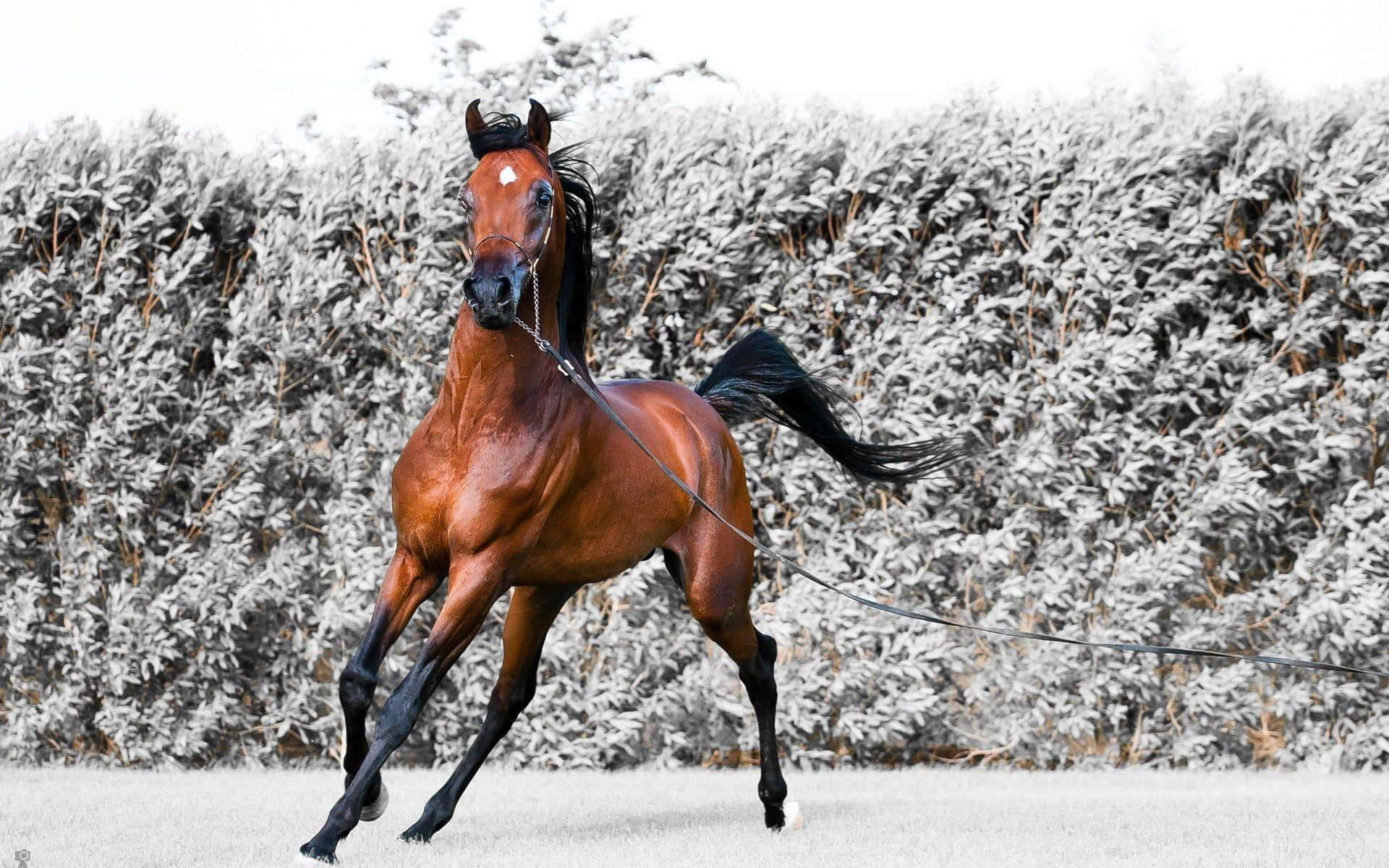 Brown Horse 桌布 壁紙 — 一匹強壯的栗色馬，擁有黑色鬃毛和尾巴，在單色樹籬背景下動態奔馳。