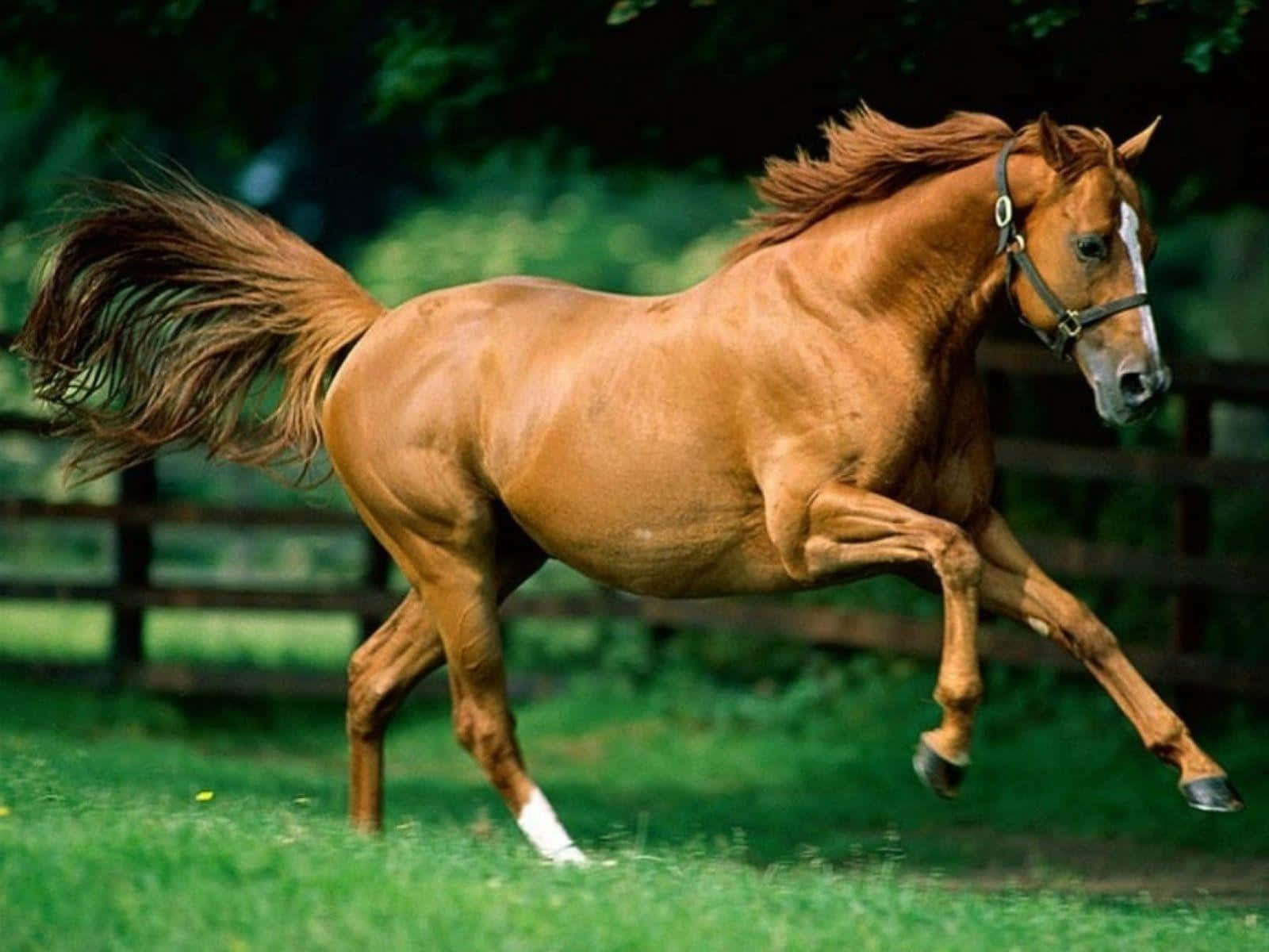 Brown Horse 桌布 壁紙 — 一匹強壯的栗色馬，腳上有白色襪子，在樹木和木柵欄環繞的茂密綠色牧場上自由奔馳。