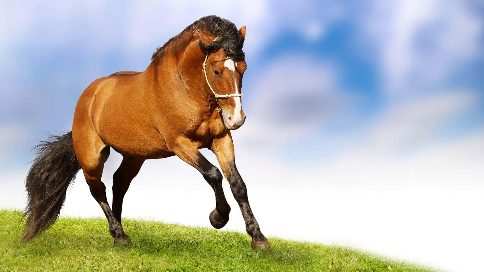 Brown Horse 桌布 壁紙 — 一匹強壯的栗色馬，額上有白色星斑，在明亮的藍天下，優雅地奔馳在充滿活力的綠色山丘上。