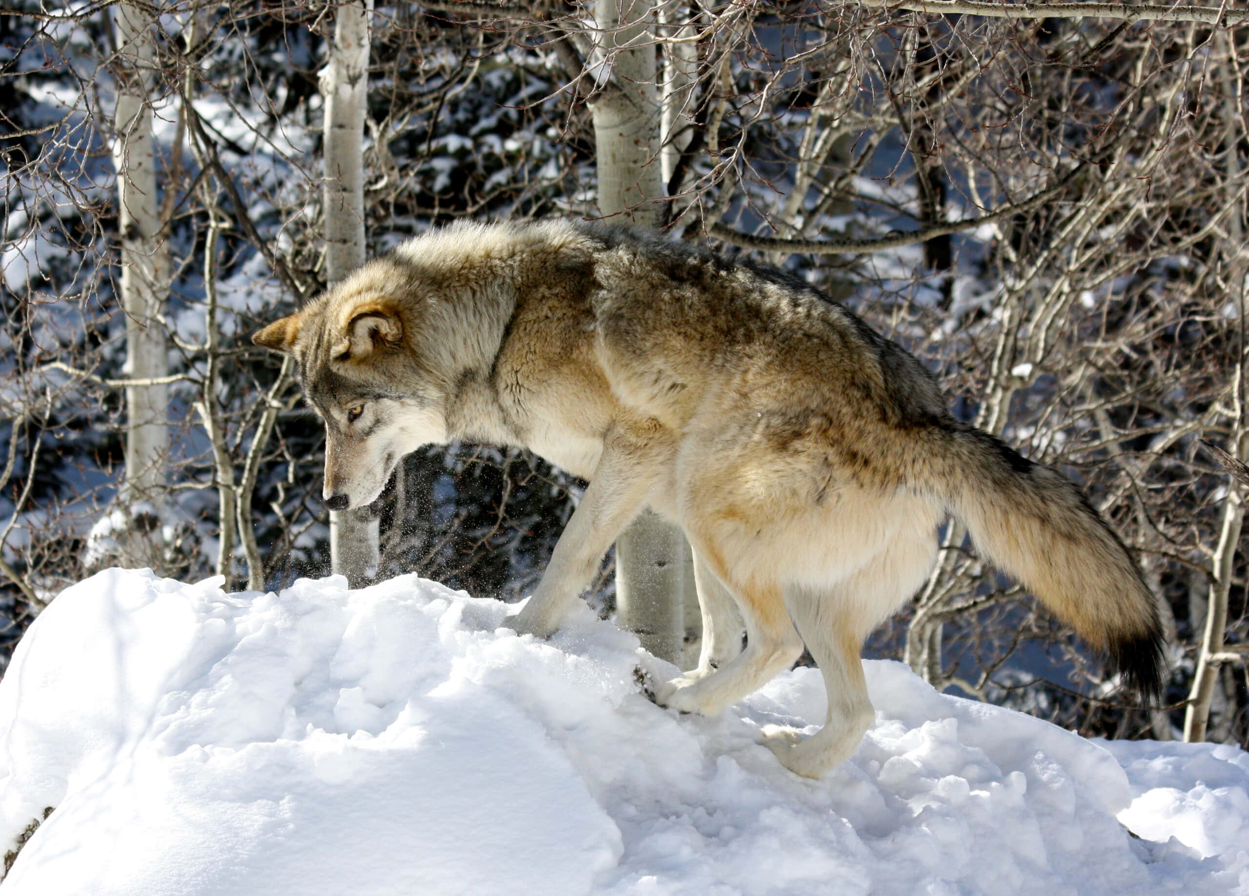 Wolf In Mountains 桌布 壁紙 — 一匹擁有厚實灰白色毛髮的孤狼，在冬季森林中，優雅地走過光禿白楊樹旁的深雪。