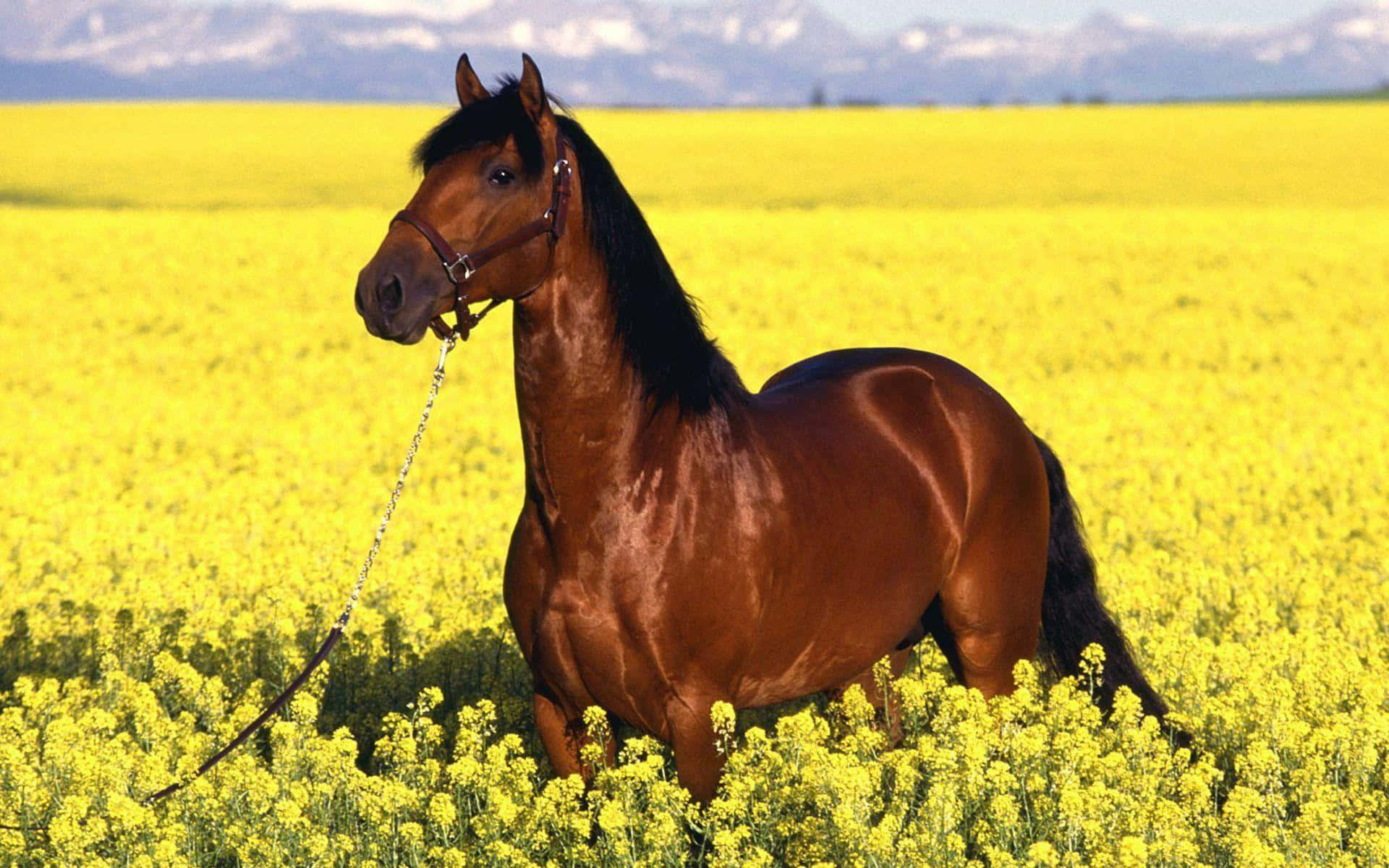 Brown Horse 桌布 壁紙 — 一匹擁有黑色鬃毛的雄偉棕色馬匹，驕傲地站在一片鮮黃色的油菜花田中，遠方是白雪覆蓋的山峰。