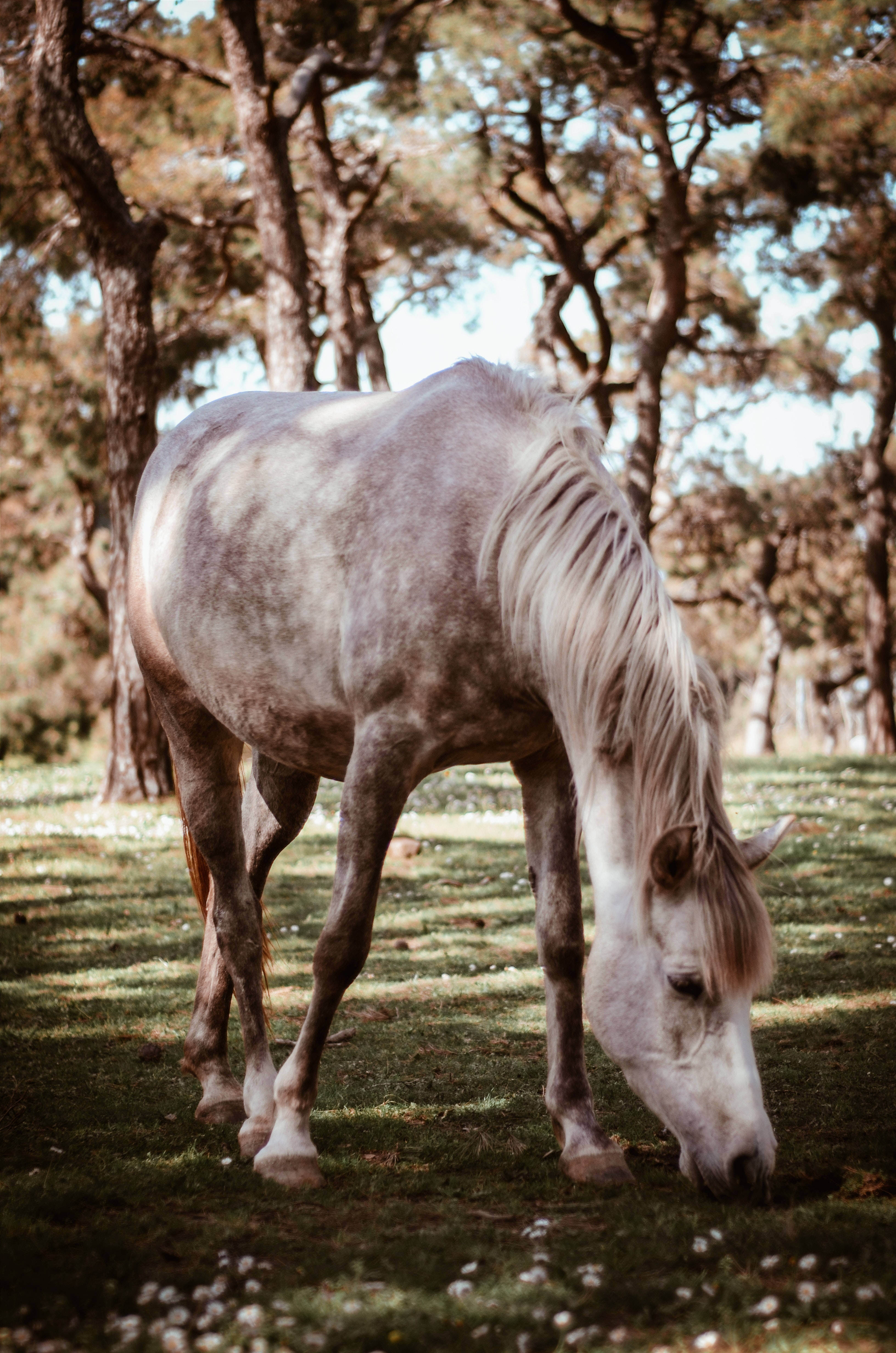 Horse iPhone 桌布 壁紙 — 一匹斑駁的灰色馬在陽光明媚、點綴著白色花朵的森林空地中平靜地吃草。