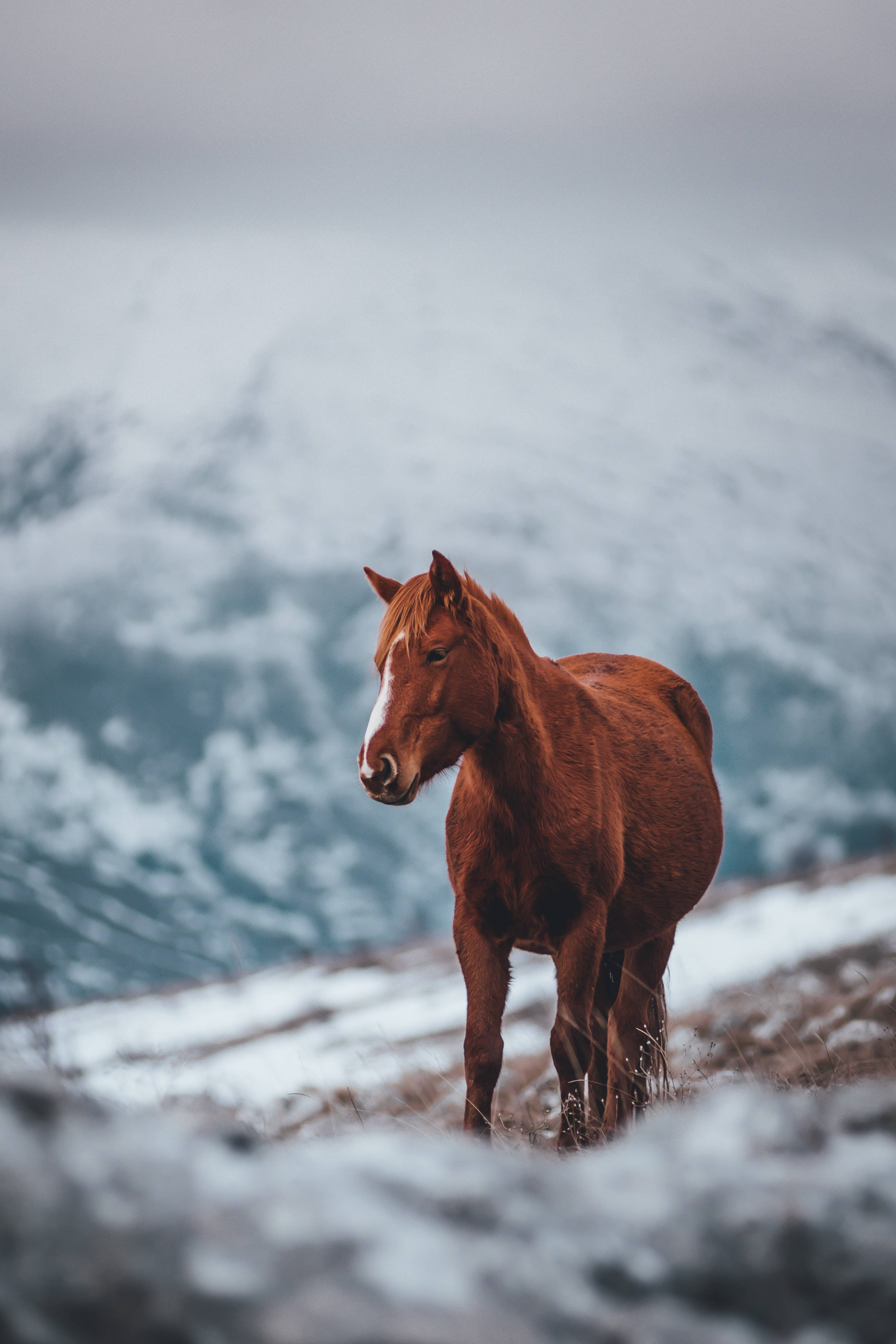 Horse iPhone 桌布 壁紙 — 一匹栗色馬，額頭有白色星斑，警覺地站在白雪覆蓋的山坡上，背景是模糊的山巒。
