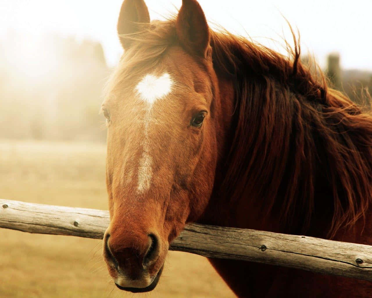 Brown Horse 桌布 壁紙 — 一匹栗色馬，額頭有白色標記，在陽光明媚的田野中越過木柵欄窺視。