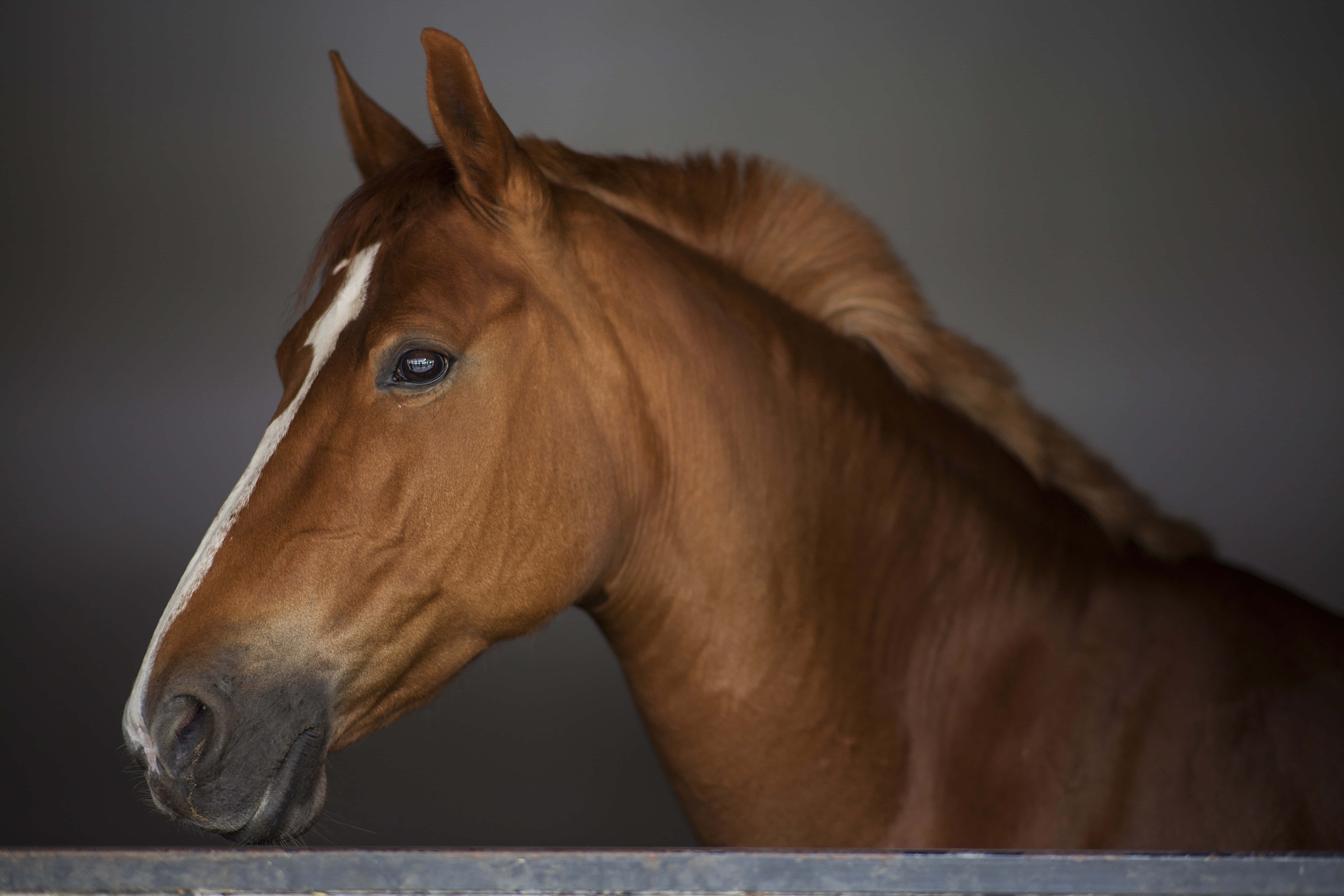 Beautiful Horses 桌布 壁紙 — 一匹栗色馬匹的特寫，額上有白色星紋，平靜地越過馬廄欄杆凝視，背景為柔和的灰色。