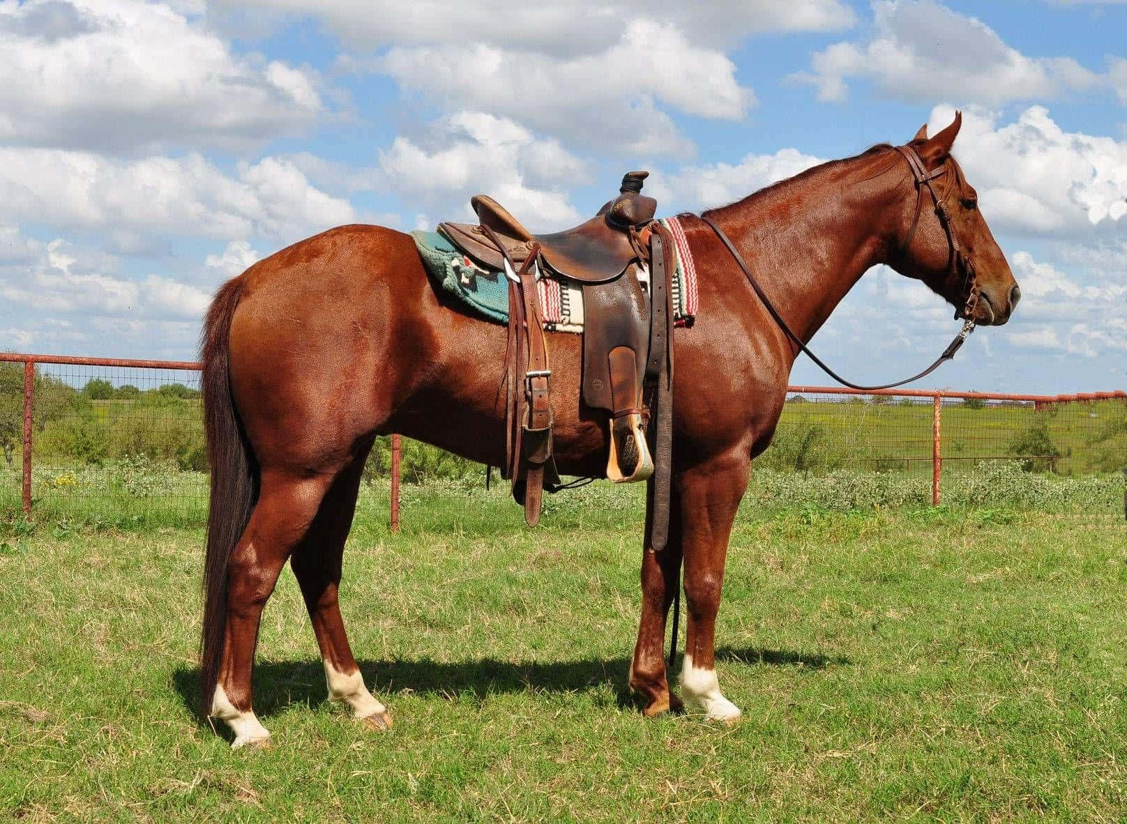 Saddle 桌布 壁紙 — 一匹栗色馬匹穿著白色襪子，在部分多雲的天空下，平靜地站在草地上，配戴著西部馬鞍。