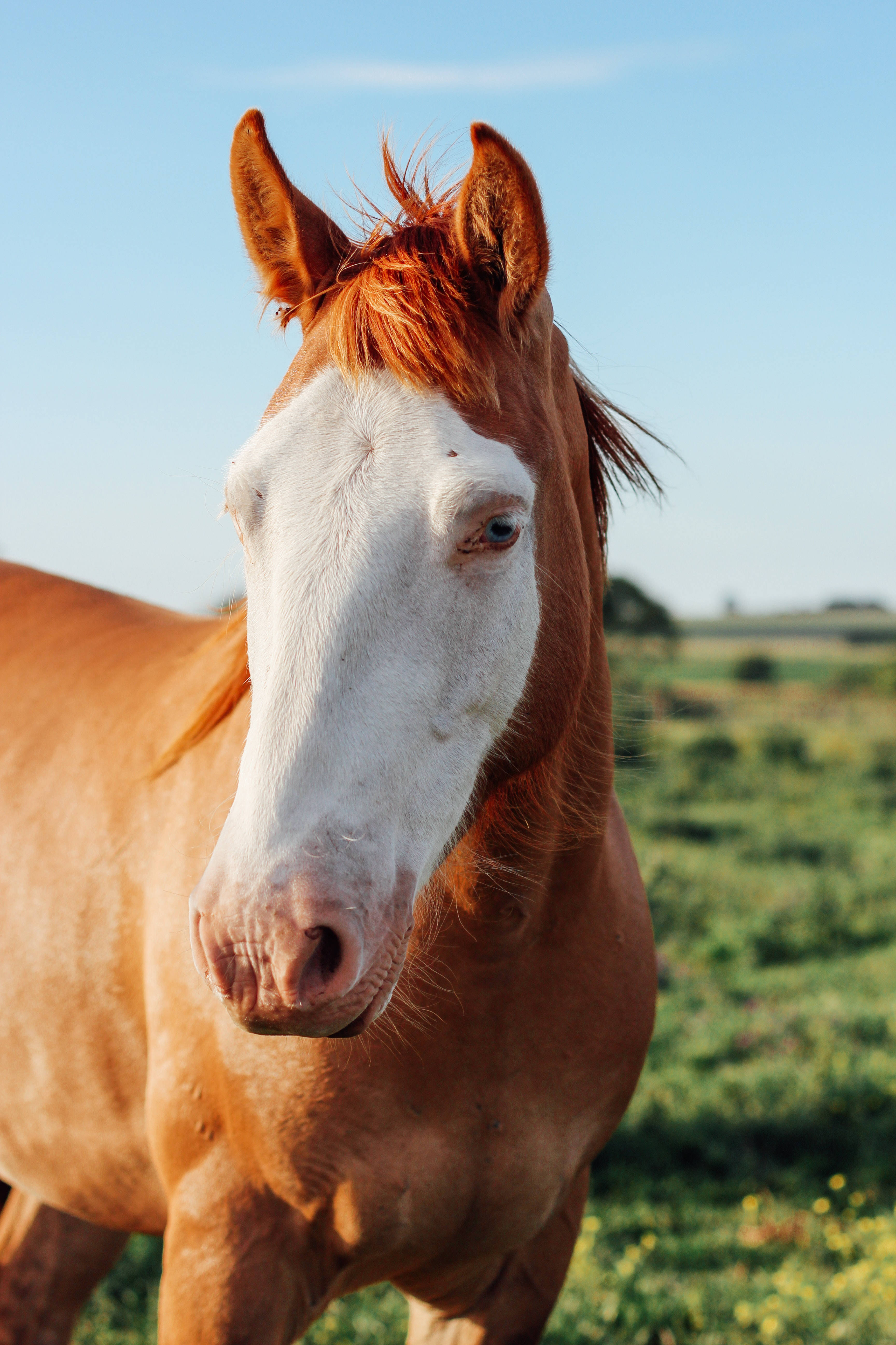 Horse iPhone 桌布 壁紙 — 一匹栗色馬的近距離特寫，額頭上有白色星紋，站在陽光明媚的綠色田野中，背景是清澈的藍天。