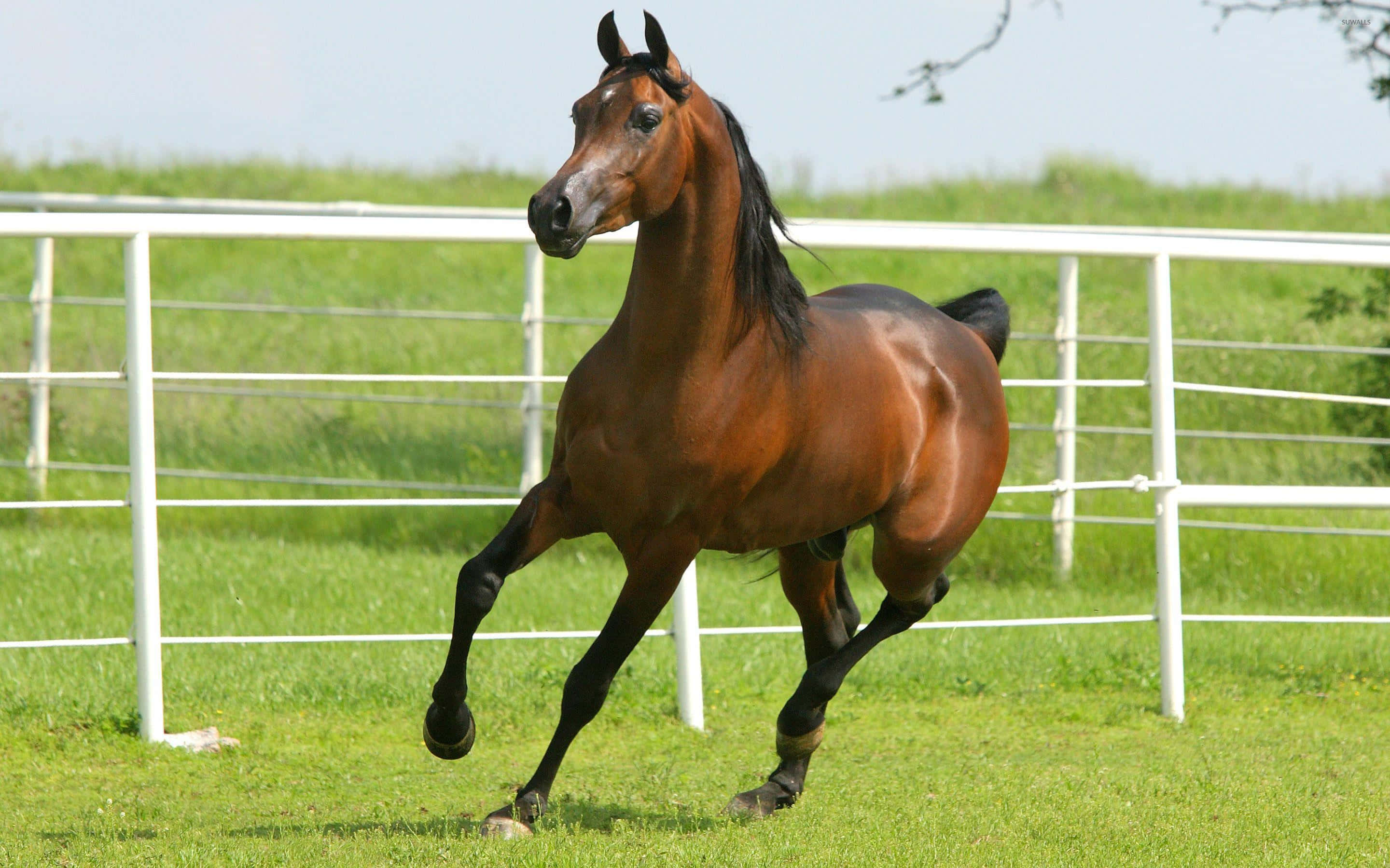 Brown Horse 桌布 壁紙 — 一匹栗色駿馬在陽光普照、圍著白色籬笆的綠色牧場上強勁奔馳。